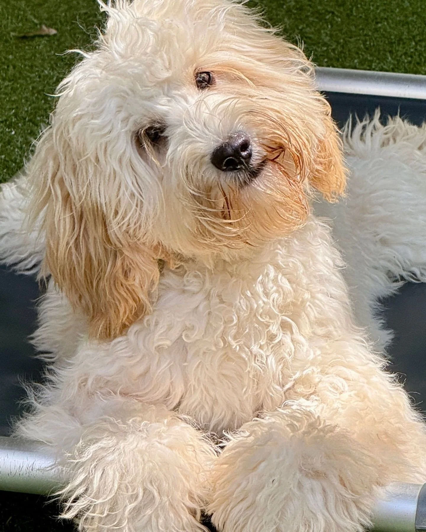 Did someone say they want to go for a W-A-L-K? πΆ Our pups are very active, very loving, and extremely loyal. Find your new best friend at Alreadytrainedaustralianlabradoodles.com 
#australianlabradoodle  #puppylove  #ashevillenc  #multigenerational