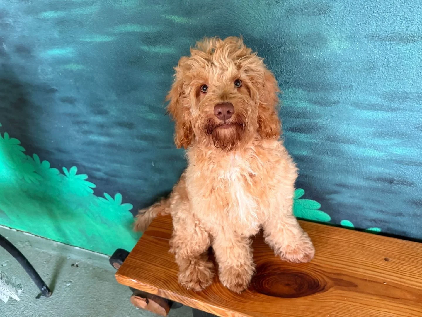 Our Australian Labradoodle puppies are extraordinarily trained to brighten your heart — and your life! Learn more about our available puppies and our various training programs through the link in our bio, and find your forever furry friend!πΎπ©·