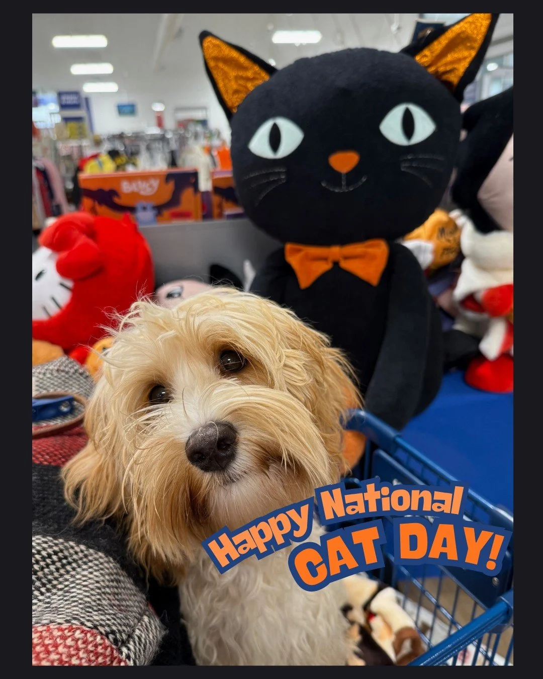 We Doodles are equal opportunity pet lovers! π±πΎπ Today is National Cat Day - so if a doodle or dog is not for you, consider helping out a feline friend in need!
#nationalcatdayπΈ #australianlabradoodle #puppylove  #furryfriend #puppiesofinsta
#do