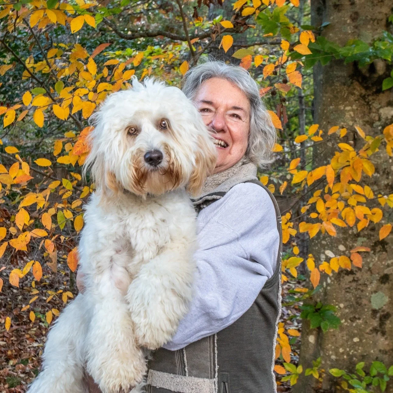 For those of you who may not already know her, meet Jan Young, the passionate muse who founded Already Trained Australian Labradoodles 13 years ago. Her dedication to each and every dog who passes through her program is profound and unyielding. Just 
