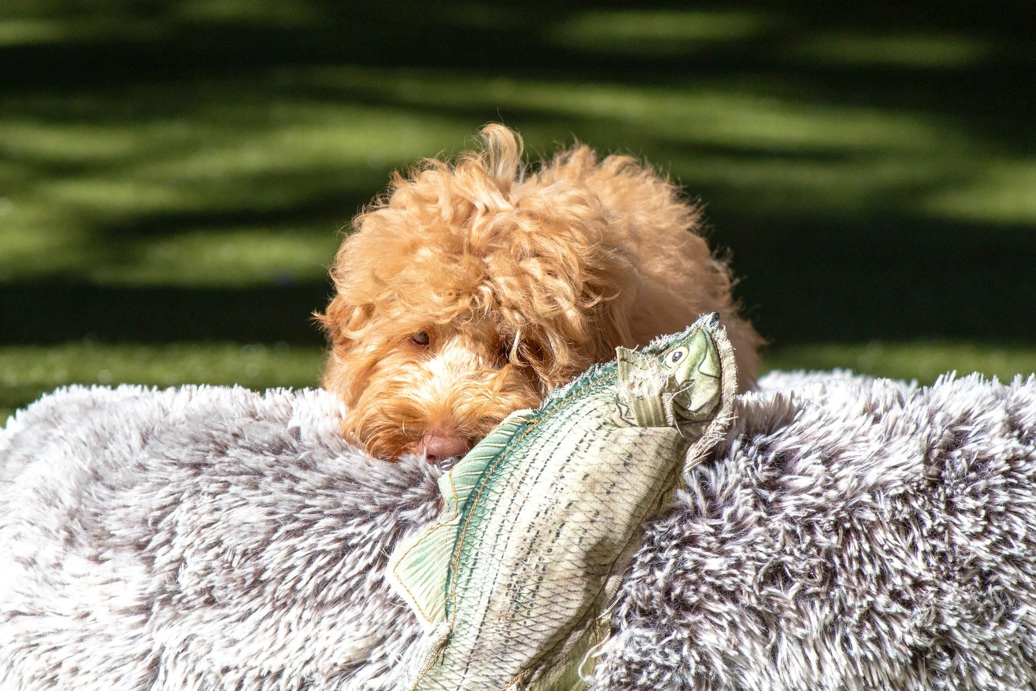 'Monday Mood' in 3 parts,  courtesy of Miss Daisy:

1.) Just peeking at the week ahead...but boy this bed is cozy!
2.) Getting there -surely there are yummy things to look forward to today... 🍖
3.) It's on - bring it Monday, we got this!

Daisy will