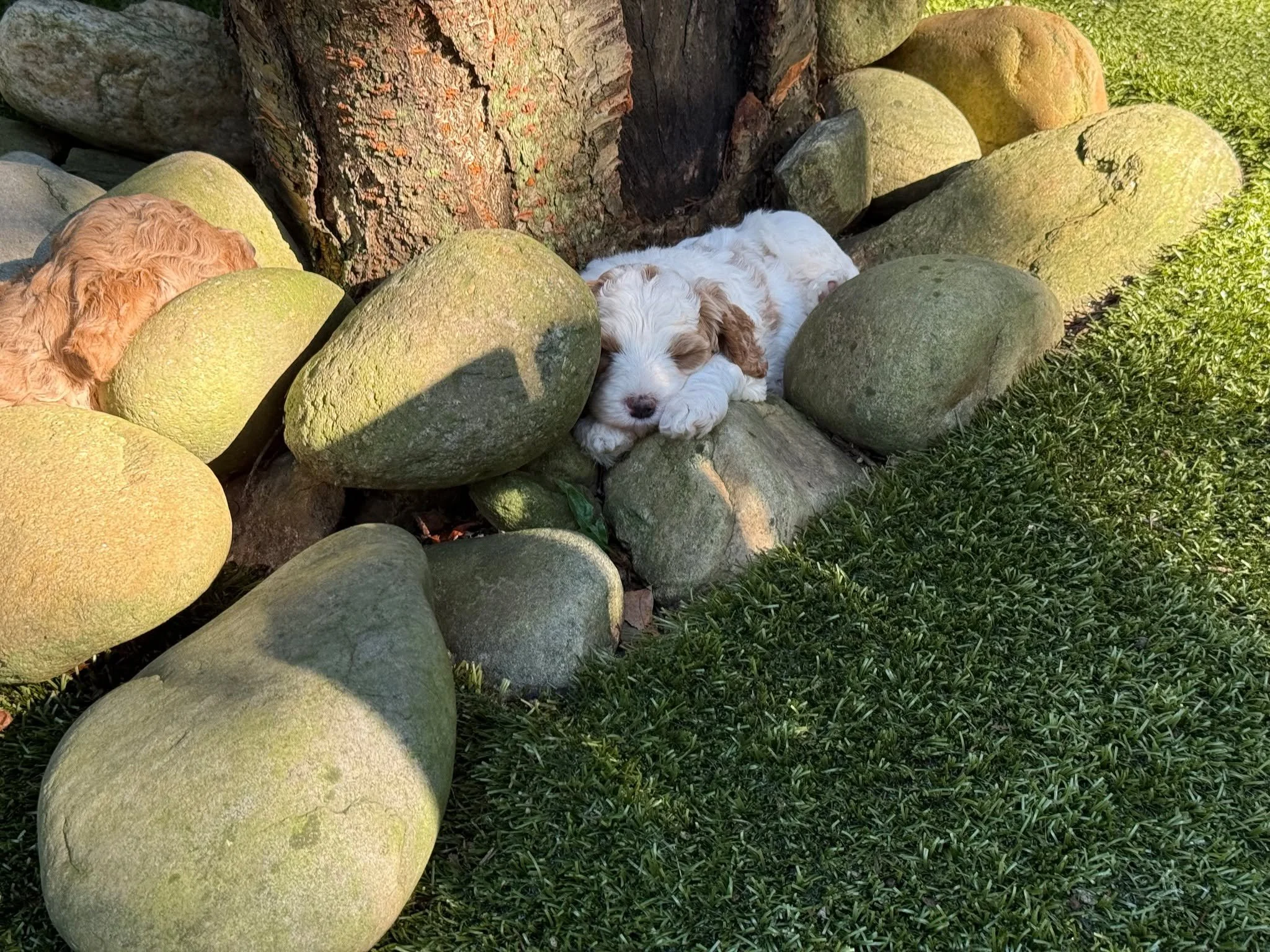Hot stone therapy for doodle puppies - we're all about self care! And sometimes camouflage. 🐾

check out: www.alreadytrainedaustralianlabradoodles.com

#australianlabradoodle #puppylove #ashevillenc #multigenerational #furryfriend #puppiesofinsta #d