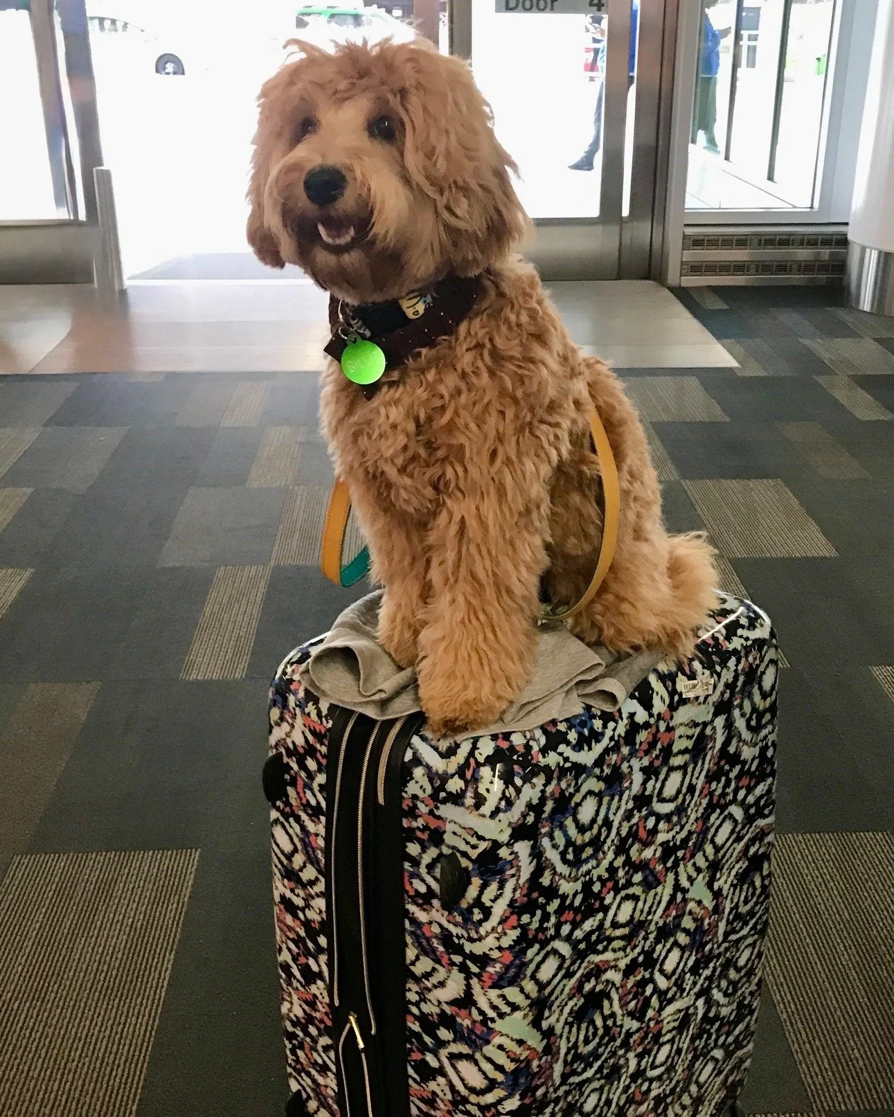 Going places? Travel bound? Take a well well trained and beautifully mannered Already Trained Australian Labradoodle along! 🧳

Our training program ensures your doodle is ready for the road and knows how to handle travel stress like a pro. ✈ 🚗 🚂. 