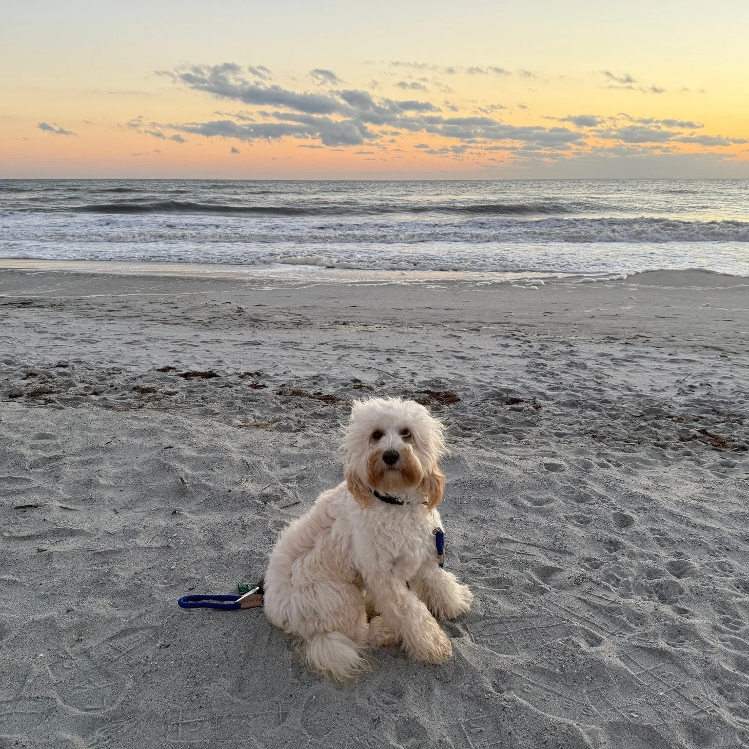 Before we deliver a doodle to their forever home, we've spent months preparing for their homecoming. We share training resources, professional photos and custom video training content specific to their new furry family member - and of course, welcome