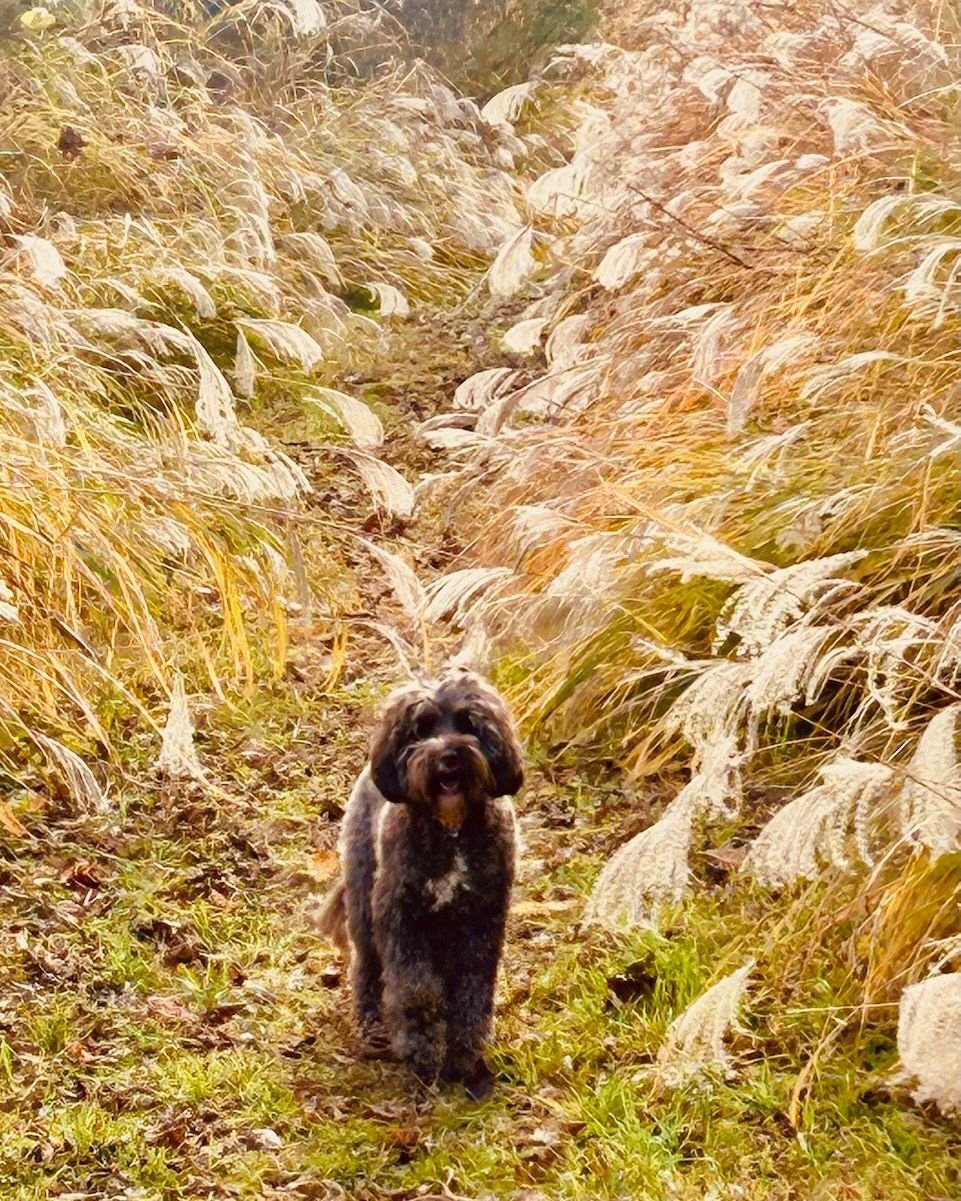 A robust hike is a good idea in advance of next week's pie laden festivities. 🥧 Make it  an even better excursion with a well trained hiking doodle in tow! 🐾👣

#hikingdogsofinstagram 
#australianlabradoodle #puppylove #ashevillenc #multigeneration