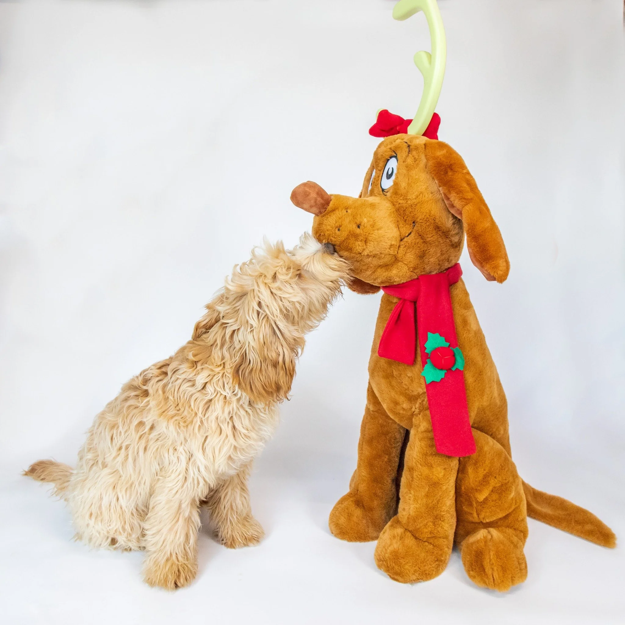 Who will you have home for the holidays? 🎀  Mr. Max here is hoping to hitch a ride with a rein-dog and arrive in a lucky forever family just in time for the festivities!

Could it be you?

🖥 Find out more about Max on our website: www.alreadytraine