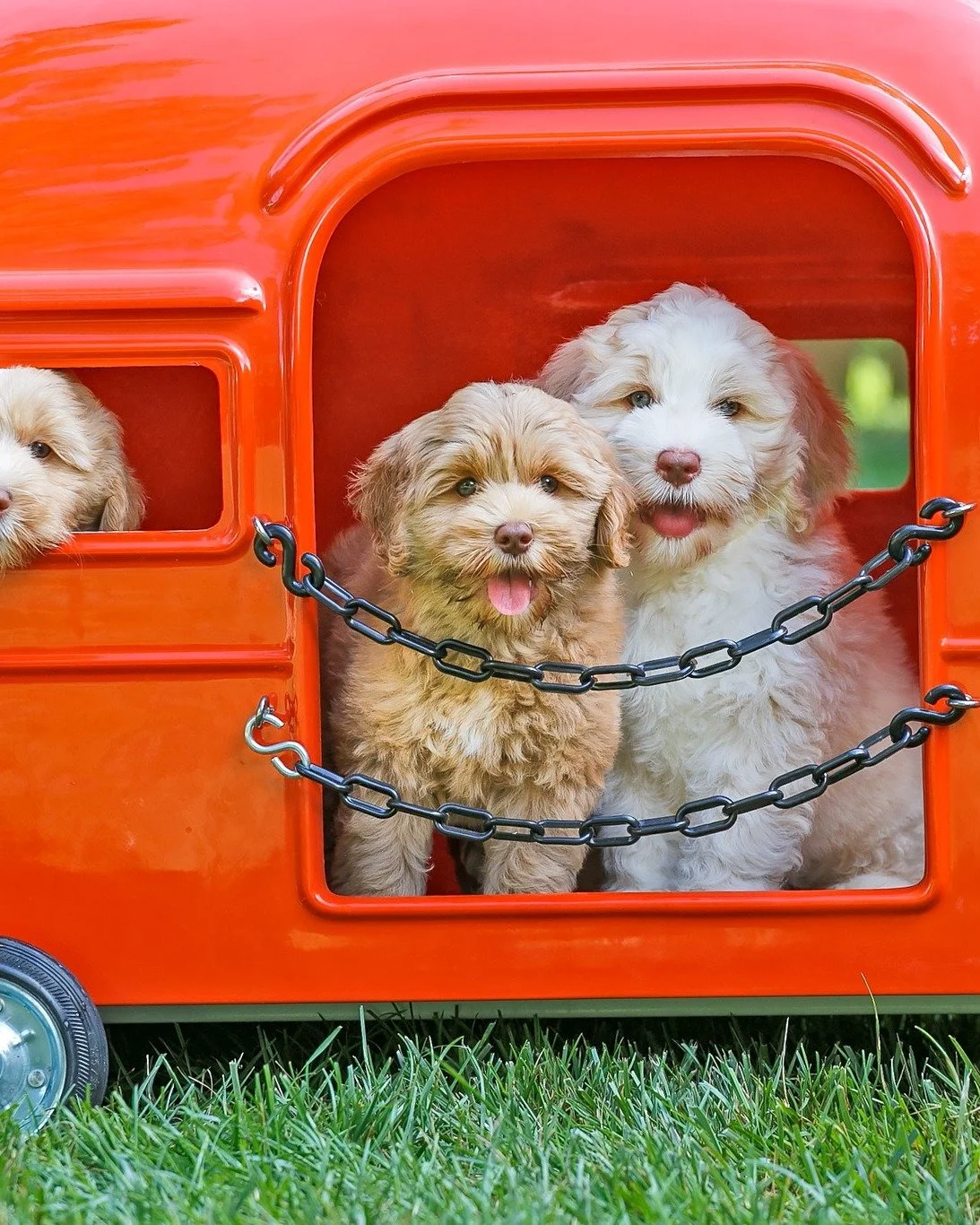 Happy Thanksgiving from all of us at Already Trained Australian Labradoodles! 

We&rsquo;re grateful for YOU - the amazing pet parents who trust us to prepare a well trained doodle for your heart and life. 💕 🐾 🥧

#thanksgiving #gratefulfordogs #do