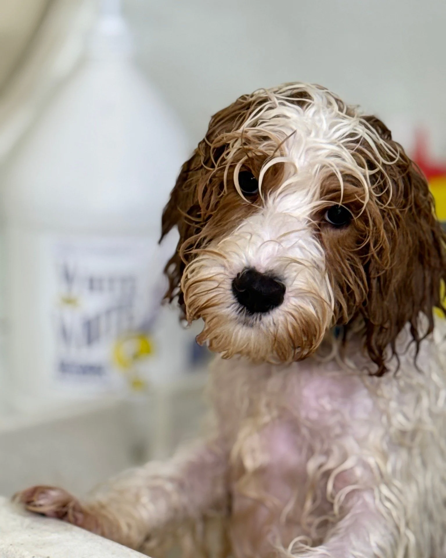 Sometimes 'putting up with it' is the best we can hope for...😂 🛁 🐾

#dogbathroutine #DoodleAdoption #doggrooming 
#australianlabradoodle #puppylove #ashevillenc #multigenerational #puppiesofinsta
#doglovers #dogsofinstagram #labradoodle #labradood