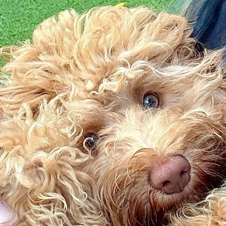 As they say, 'The eyes are the windows to the soul".

Some of our doodles might make a strong argument for the nose as well!

www.alreadytrainedaustralianlabradoodles.com

#doodledogs #doodlelove #australianlabradoodle #puppylove #ashevillenc #m