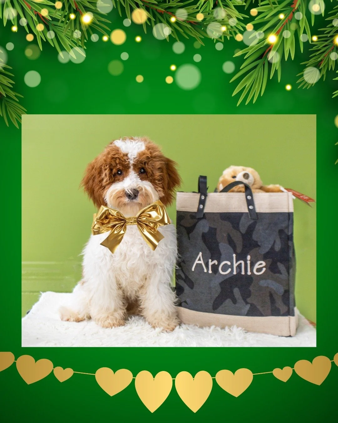 These three were members of the same litter back in June, and are now arriving to join their forever families just in time for Christmas! 

Fully trained at 6 months and ready to start the new year filled with love &amp; joy. 

#christmaspuppy #Puppy