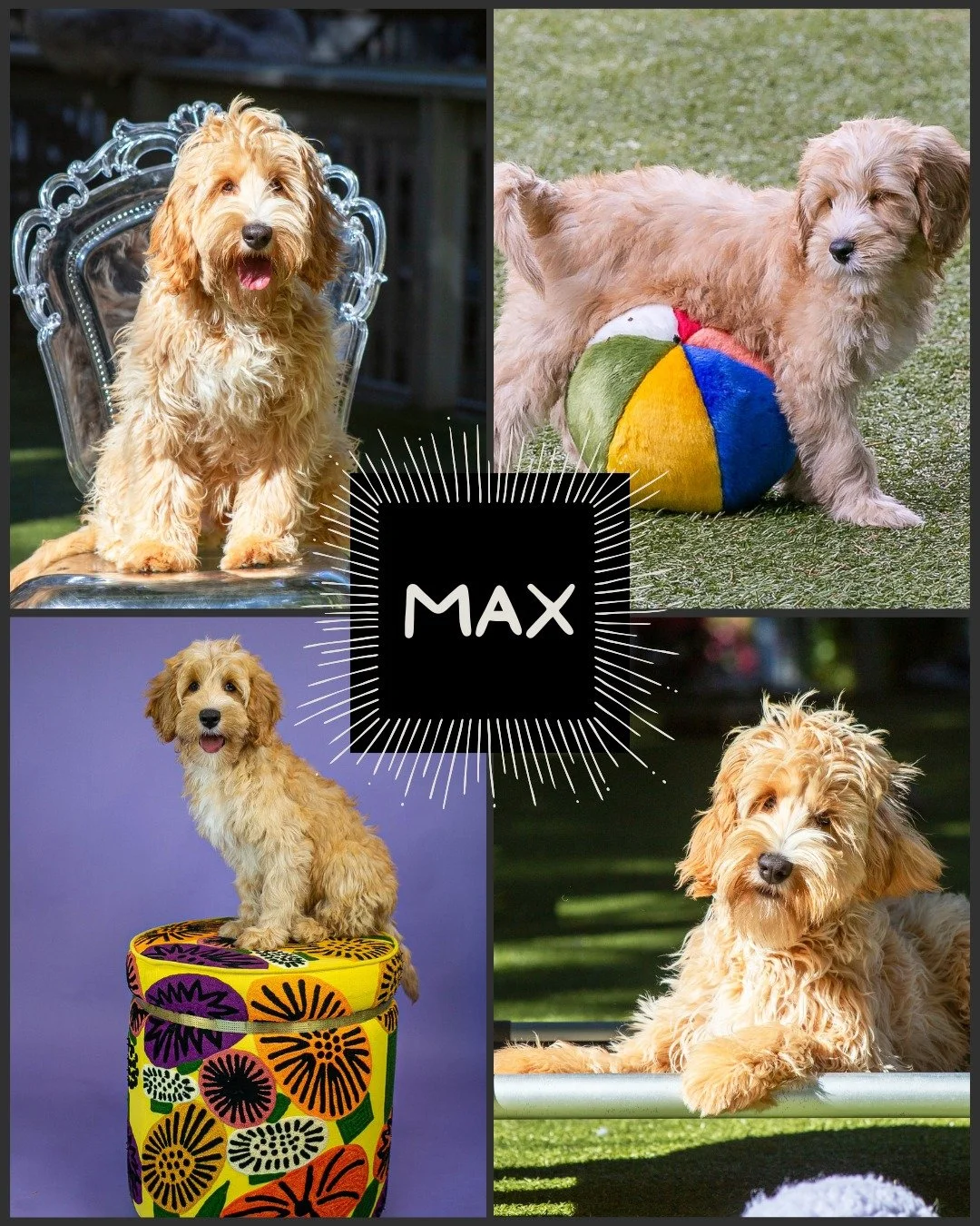 We train our puppies to the AKC Canine Good Citizen&trade; (CGC) test standards,  providing a perfect framework for your new family member to become a polite member of society. 

Mr. Max here is an 8 month old, 24 lb mini who is extra friendly,  soci