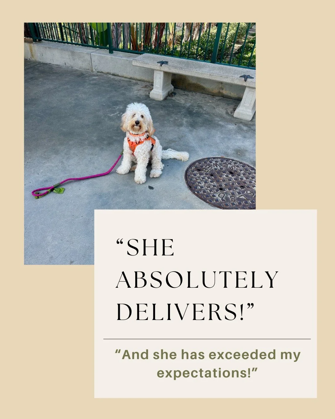 Nothing lights us up like updates from the humans that adopt an Already Trained Australian Labradoodle! 

Recently hearing that one of our pups has 'exceeded expectations' made this merry Christmas season even brighter - and we'd like to think these 