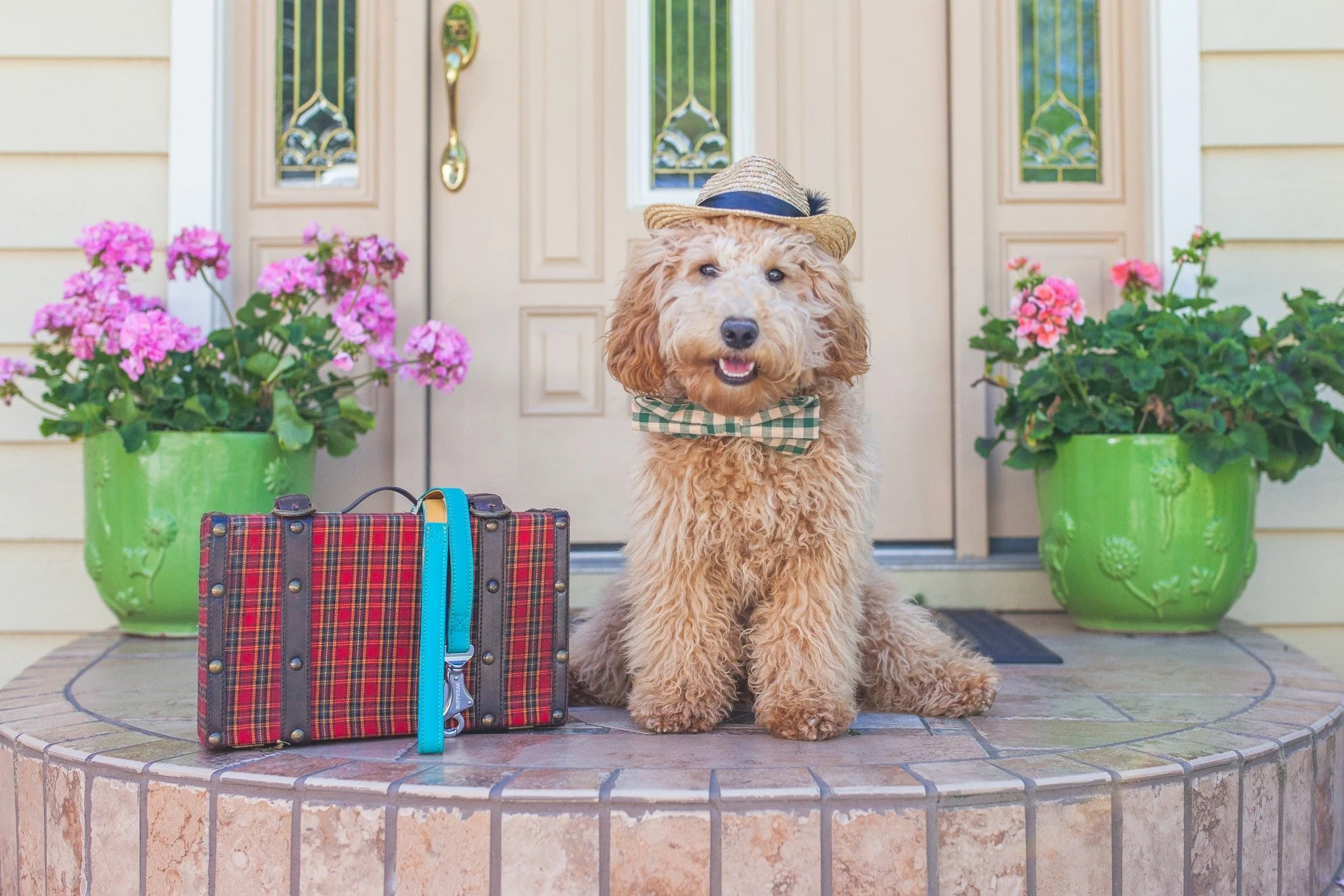 "Oh, the places You'll GO!" We've got some Dr. Seuss on our minds as we wish you a Happy New Year from Already Trained Australian Labradoodles!

Every year we enter into another journey with our doodles as we meet new precious puppies and t