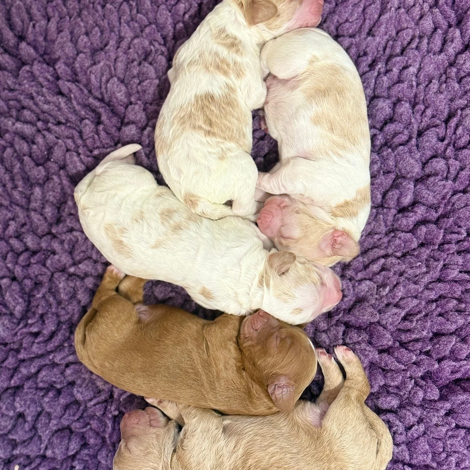 Carmella's precious litter from June 2025. All of her puppies are now the newest members of amazing forever homes across the U.S., from New England to Colorado to to Washington state.

What's in store for this sweet, mini authentic Australian Labrado