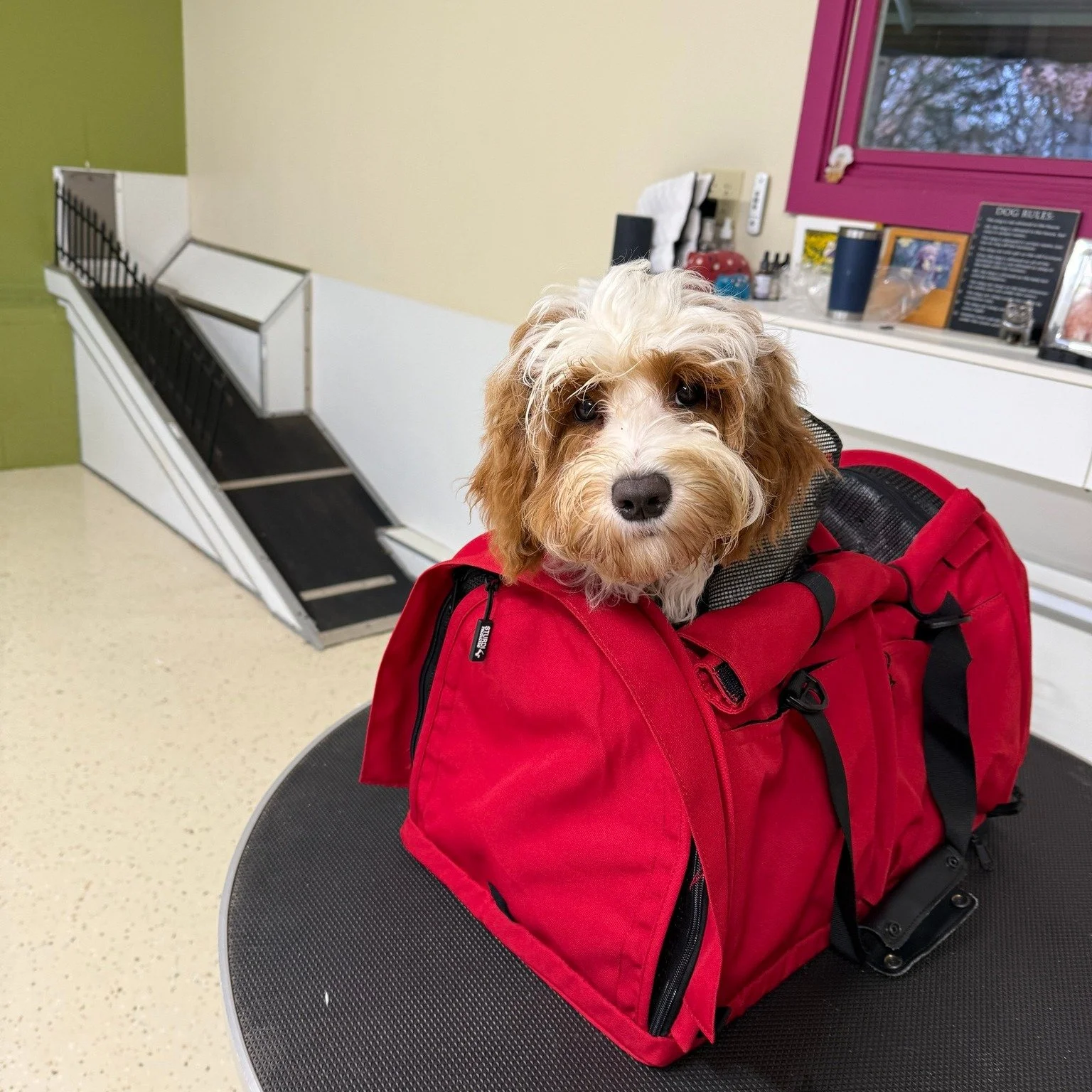 The most precious cargo! 🛅

Getting ready for travel is just one of the many training modalities we cover with all of our puppies. 🛩 

#traveldog #traveldogsofinstagram 
#doodledogs #doodlesofinstagram #doodledogsworldwide #doodledogsdail#doodledog