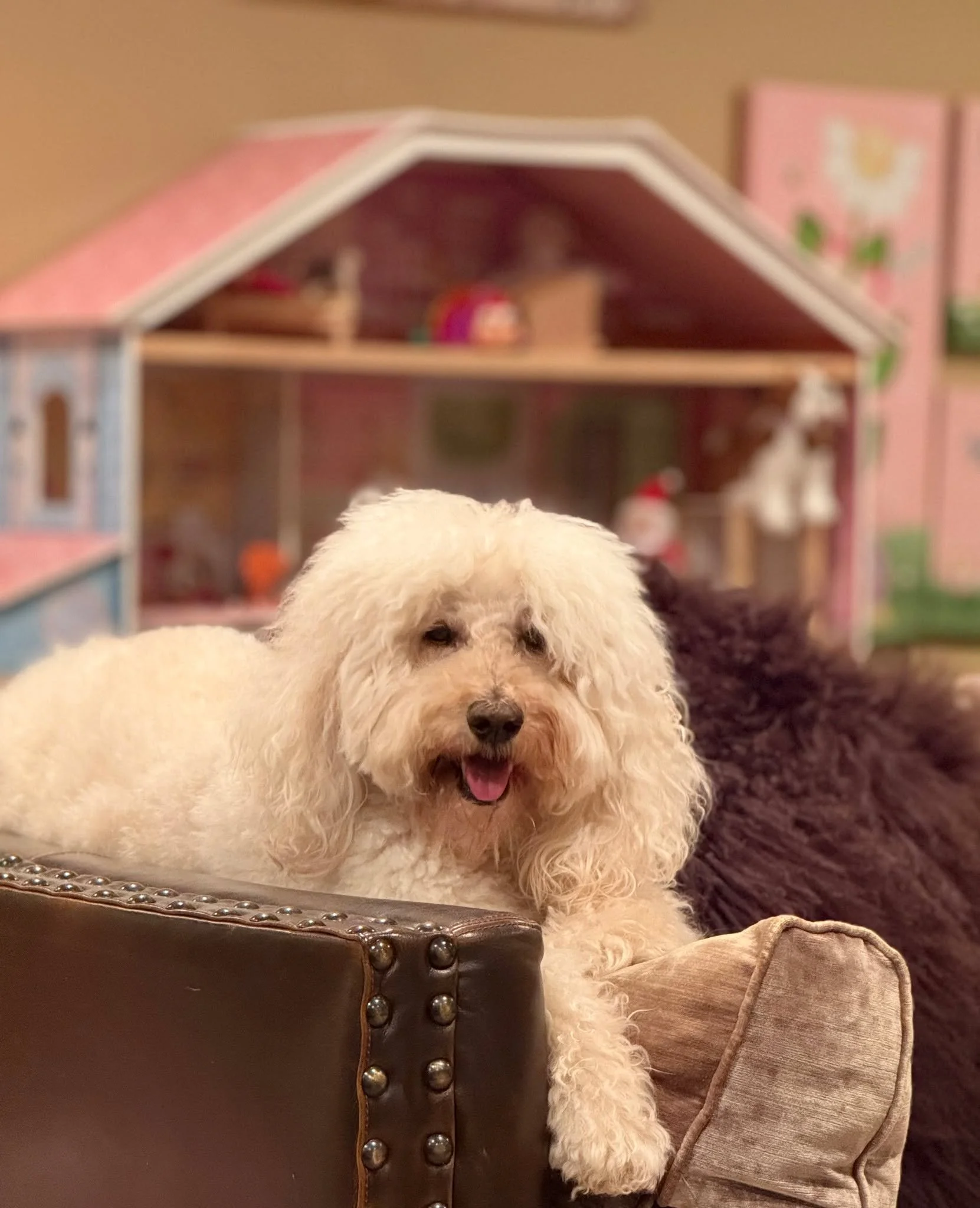 It may be a Friday in mid-January...but the weekend can only look cozy with a doodle by your side. 

👀 check out: www.alreadytrainedaustralianlabradoodles.com

#doodledogs #doodlesofinstagram #doodledogsworldwide #doodledogsdaily
#australianlabradoo