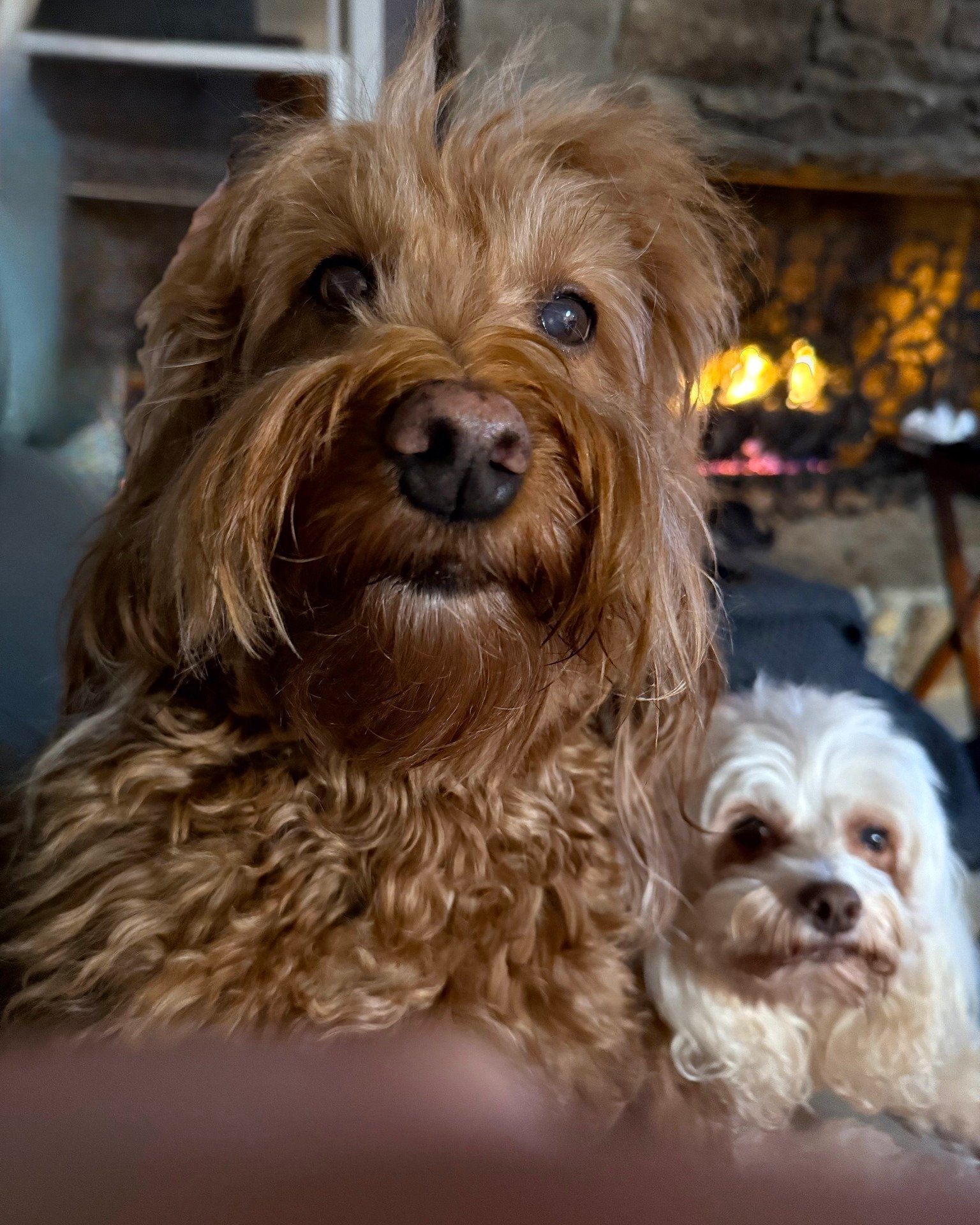 Yes, Already Trained Australian Labradoodles are bred in many colors AND sizes!

What kind of doodle are you looking 👀 for? 🐾❤

#doodledogs #doodlesofinstagram #doodledogsworldwide #doodledogsdaily
#australianlabradoodle #puppylove #ashevillenc #mu