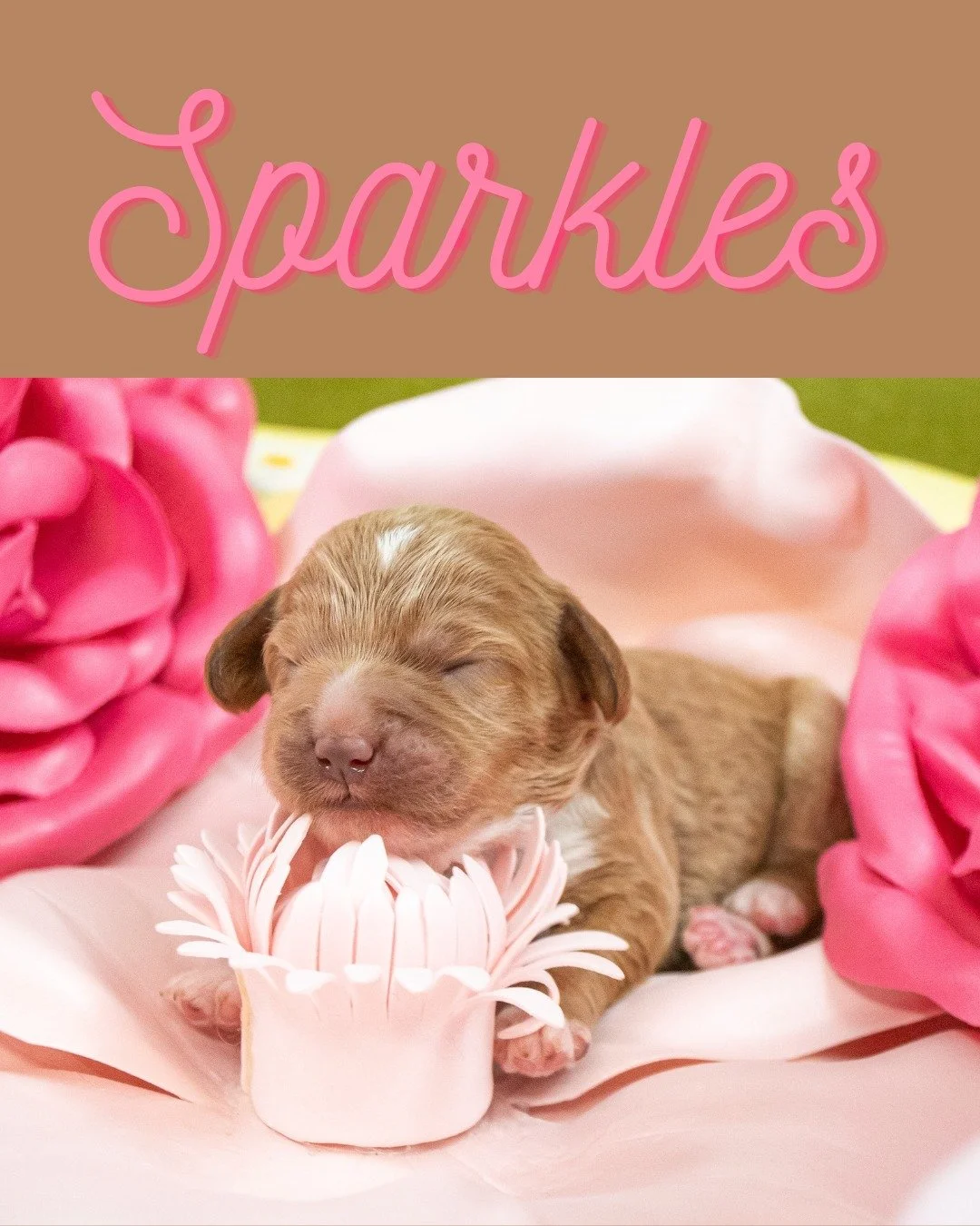 Meet Carmella's three girls! Sparkles, Willow and Lucy are growing fast. Their eyes are open by now - but we had to share some images from their very first formal photo shoot! 📸 

Find out more about this litter and our other available pups on our w