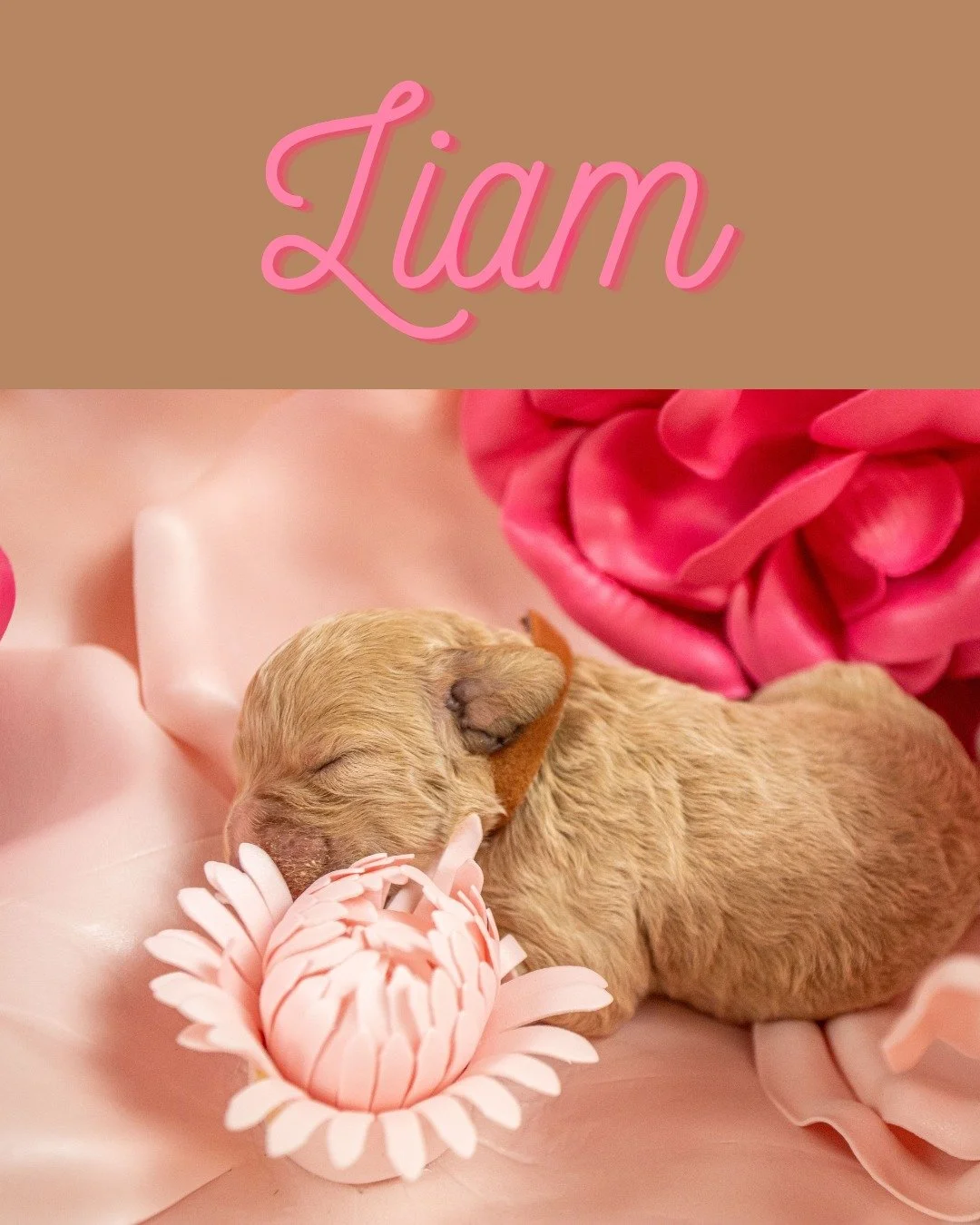 And now for the boys - Liam, Dino and Banjo! Carmella had a perfectly democratic litter of three boys and three girls.  Three of the puppies from this crew are already reserved and spoken for -  so if a puppy from an outstanding blood line is in your