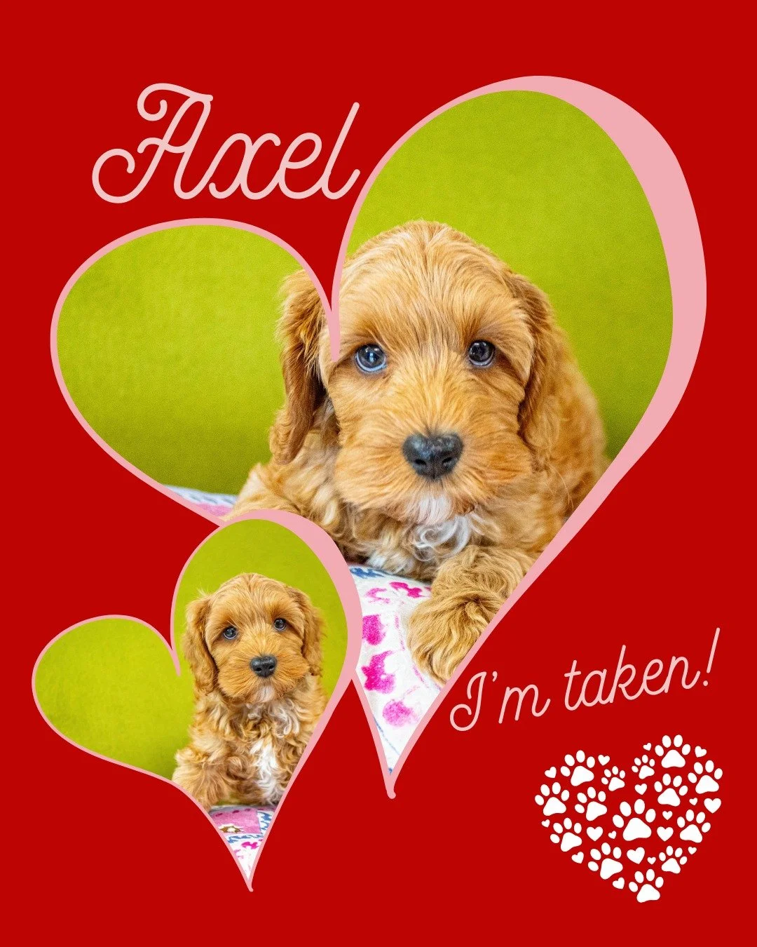 Axel is a true Valentine's ❤ puppy - he's headed to his forever home this February 12th, as a graduate of our level 1 Puppy Paradise training program. 

We offer several levels of training - you choose what makes sense for your chosen puppy and famil