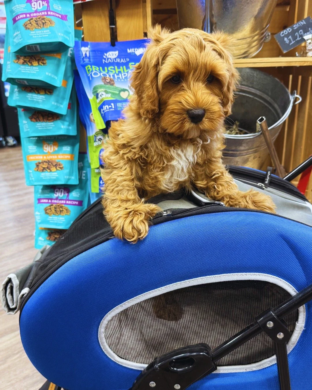 Have buggy, will travel! And he did - to Johnson City, TN! Axel is a true Valentine's Day puppy, arriving at his forever home just in time for the ❤ weekend.

Axel is a proud graduate 🎓 of our option 1 Puppy Paradise Training Program.  He has found 
