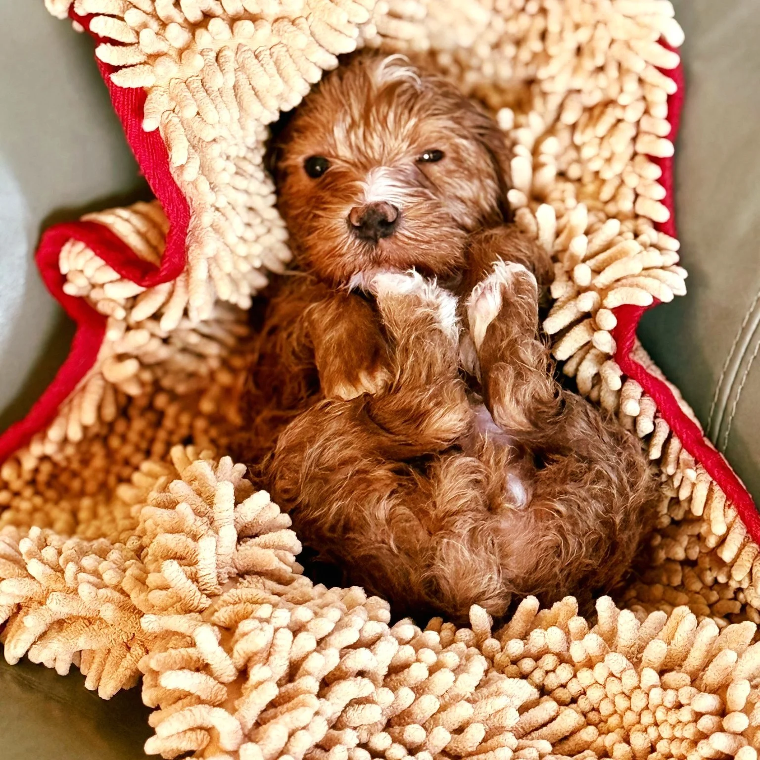 Four months and fabulous! 
Three of Carmella's offspring enjoying the precious puppy life.
We have only two remaining puppy reservations available - puppy selection at 6 weeks!

#adoptapuppy #adoptanaustralianlabradoodle 
#australianlabradoodle #pupp