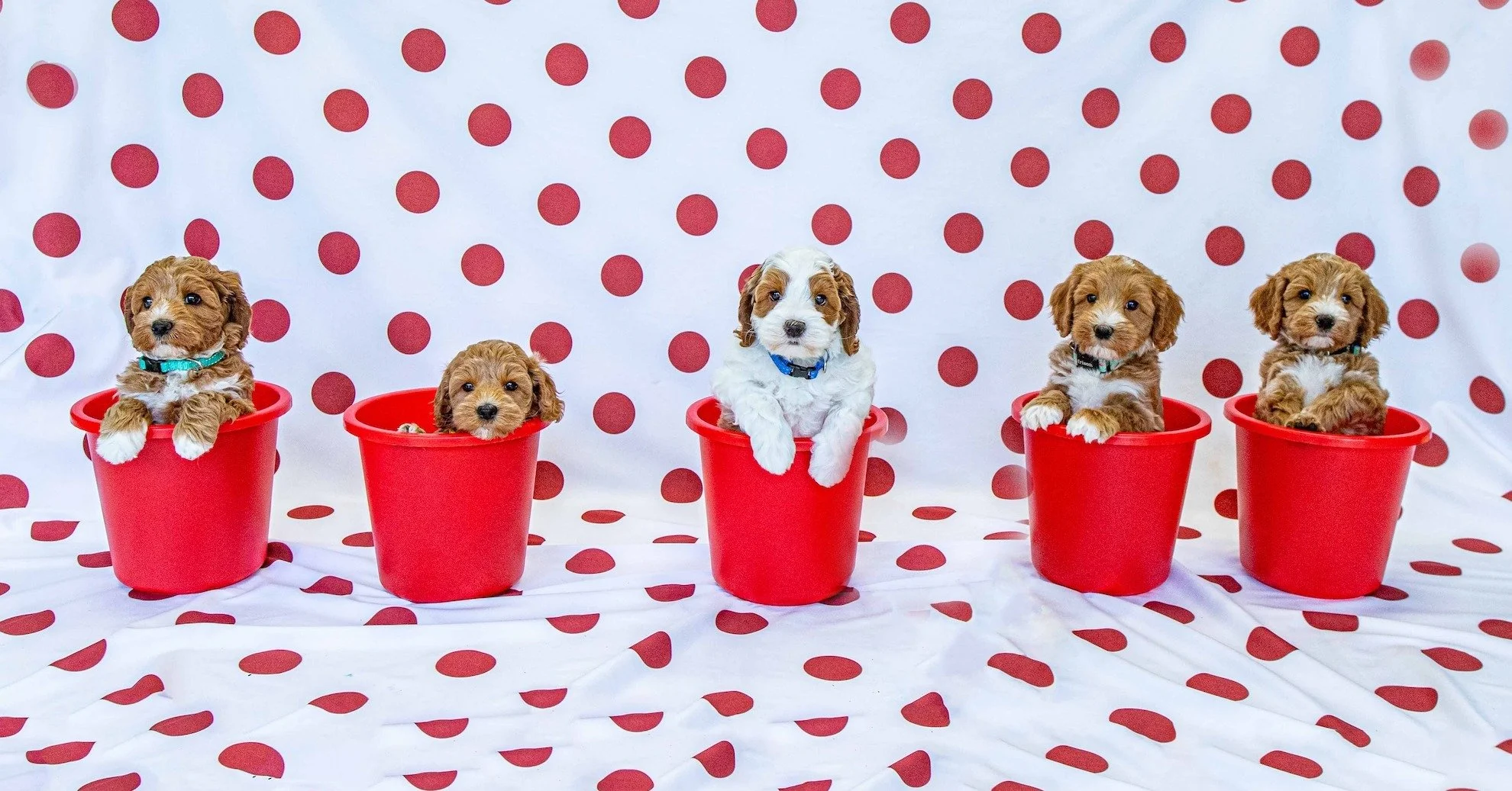 It's puppy selection week! No, that's not a national 'day' - but it should be! 

Carmella &amp; Oliver's pups are 6 weeks old - which means families who have reserved a puppy from this litter get to choose their next precious family member. ❤🐾

Soun