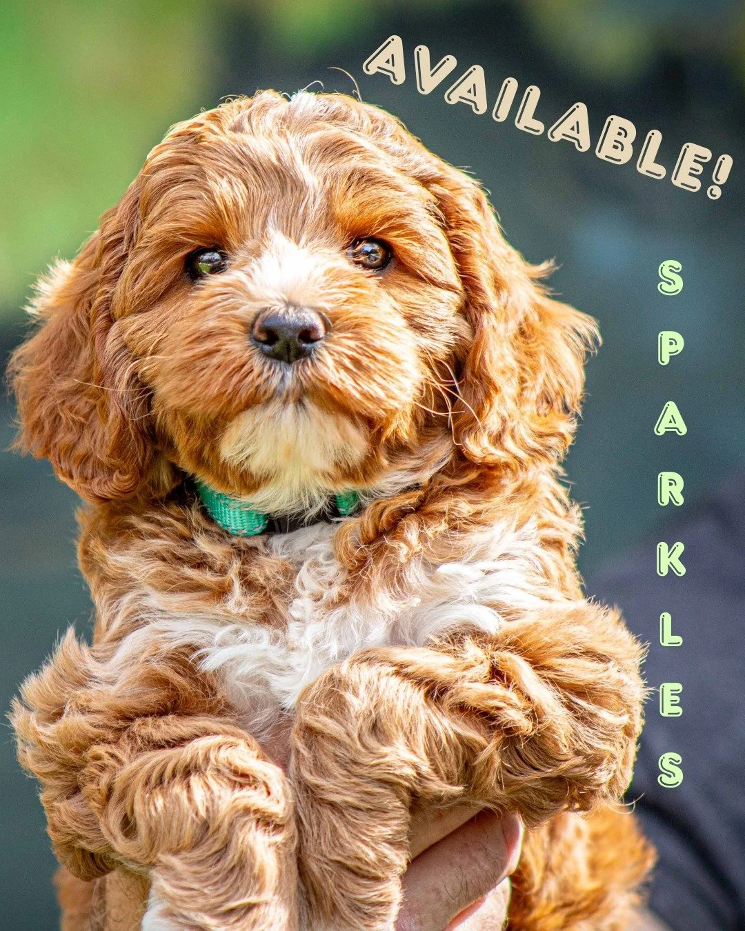 These two cuties from Carmella's recent litter are now available at 6 weeks old! Need we say more?!?! 
 
You choose the training and homecoming date...#adoptadoodle 

👀 check out: www.alreadytrainedaustralianlabradoodles.com

#doodledogs #doodledogs