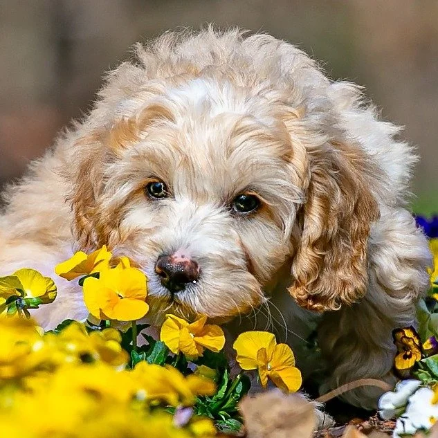 Happy Spring Equinox! Our doodles recommend taking time to stop and smell the flowers...🐾🥀 

Better yet, put a little spring in your step with an Already Trained Australian Labradoodle!

See AVAILABLE puppies at: www.alreadytrainedaustralianlabrado
