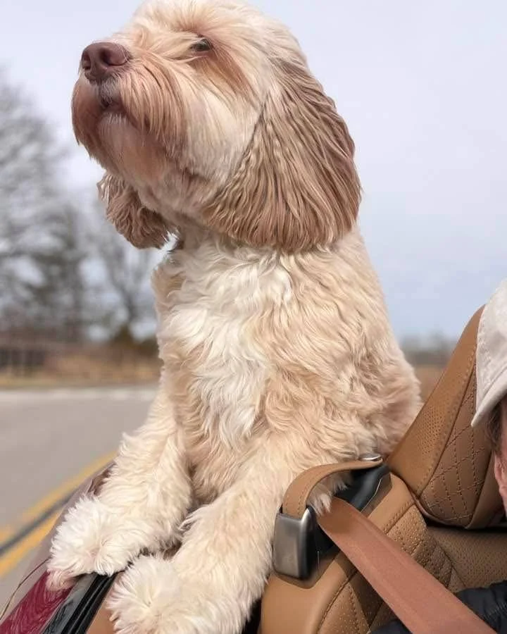 "We took a ride today. It was 61&deg; and he got all of his favorite backseat poses in. Thanks again for providing me with such a pal." - R

Doodle forever families reaching out to share the love they've found with their new family members 