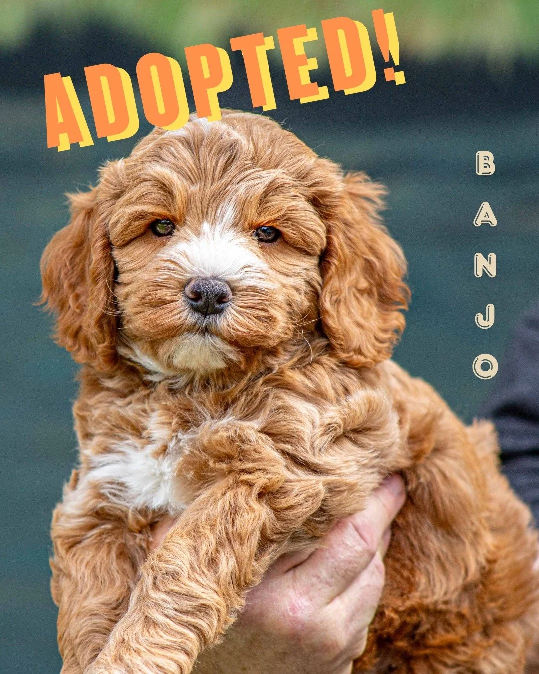 Banjo will be playing a jaunty tune soon enough 🎶 - when he meets his new forever family! This cutie has just been adopted and will be moving to Iowa. Congratulations to both Banjo and his new humans!

Choose your puppy and ideal level of training, 