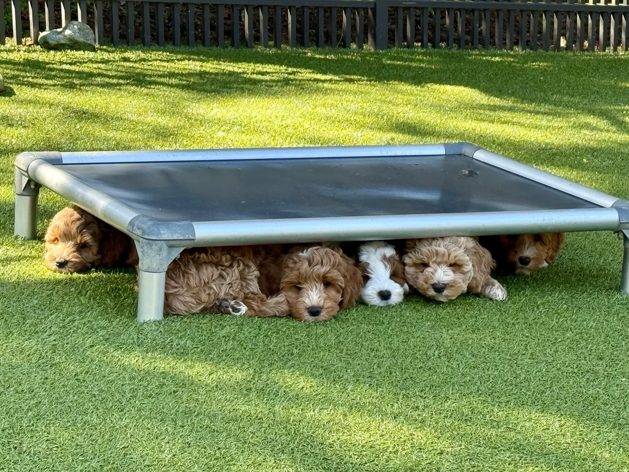 There's nothing quite like a well earned siesta on a Friday afternoon...these pups have been busy with spring fever! 

We have ONE remaining puppy reservation available from this litter! 

#doodledogs #doodledogsofinstagram #doodledogsarethebest
#ado