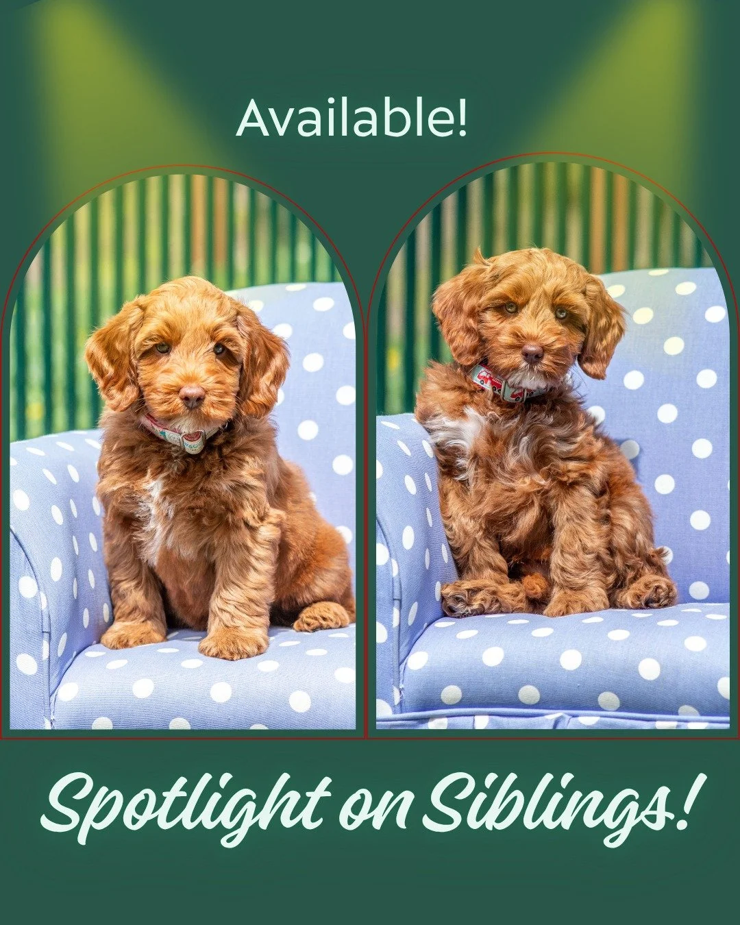 Sandra and Stanley are two new available puppies in our training program! Find out more about this dynamic duo on our website. 

👀 check out: www.alreadytrainedaustralianlabradoodles.com

#doodledogs #doodledogsofinstagram #doodledogsarethebest
#ado
