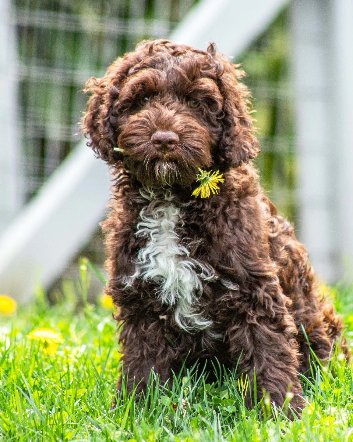 Mr. Winston is AVAILABLE! He is a wavy, fleece coated serving of chocolate love,  has very successfully completed the first 3 levels of our training program -  and did we mention he LOVES bath time? 

👀 check out: www.alreadytrainedaustralianlabrado