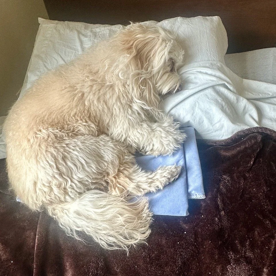 Cherished Doodles doing good...💕
Miss Bishop, a former beloved breeder girl from our campus, at a nursing home rehab facility in Michigan.  Her current job is to give her full devotion and love to her human, who is recovering from an injury. Both wi