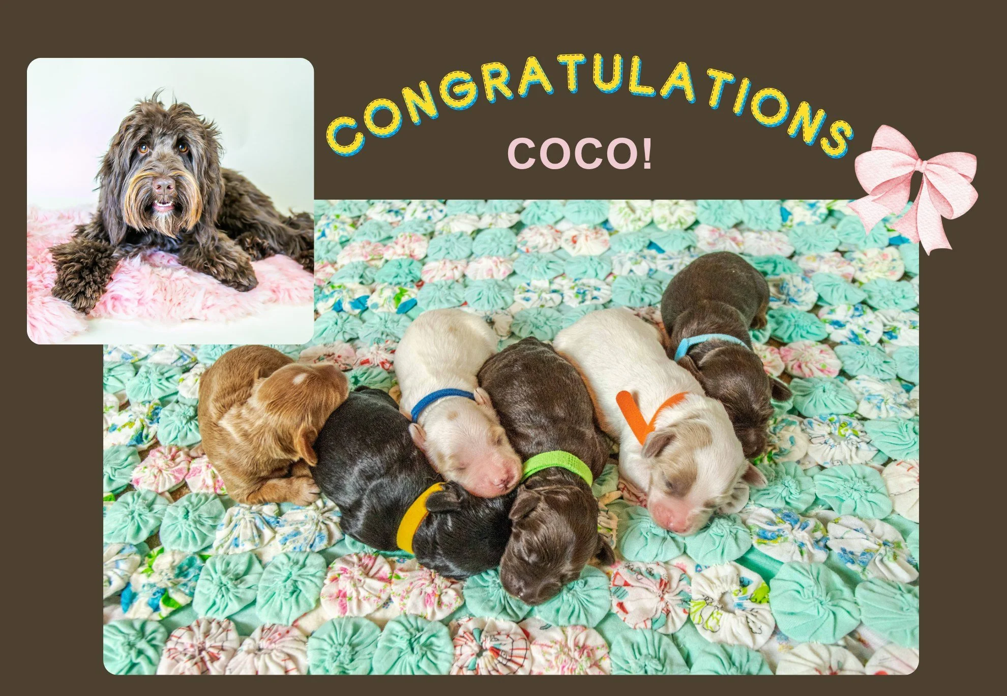 So THIS happened last week! 6 healthy puppies, 3 boys and 3 girls. Stay tuned for puppy selection updates coming soon to our website.

#doodlepuppies #doodledogs #doodledogsofinstagram 
#adoptadoodle #australianlabradoodlepuppy #australianlabradoodle