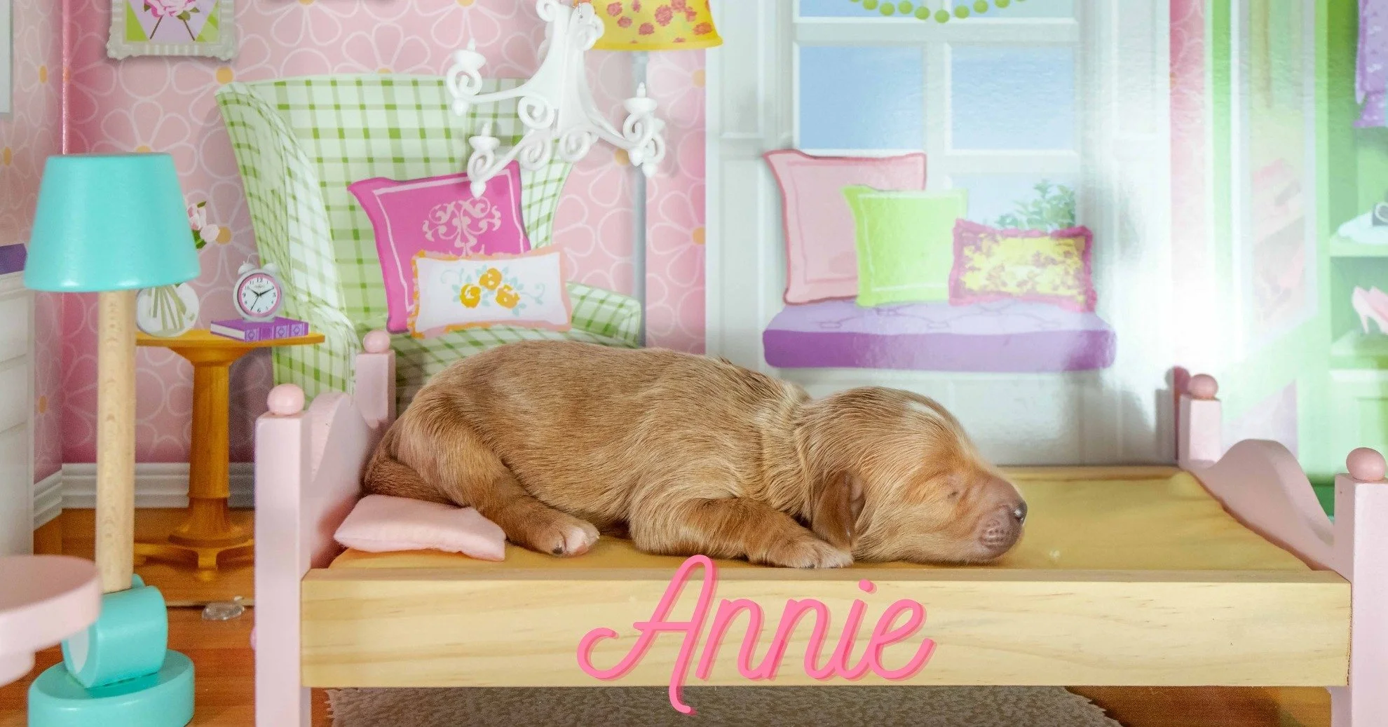 Next in our precious line up is ANNIE, an apricot colored sweetie. She already understands the importance of getting her beauty sleep!

 #australianlabradoodlepuppy #australianlabradoodlebreeder #labradoodlelove #australianlabradoodle #adoptadoodle #