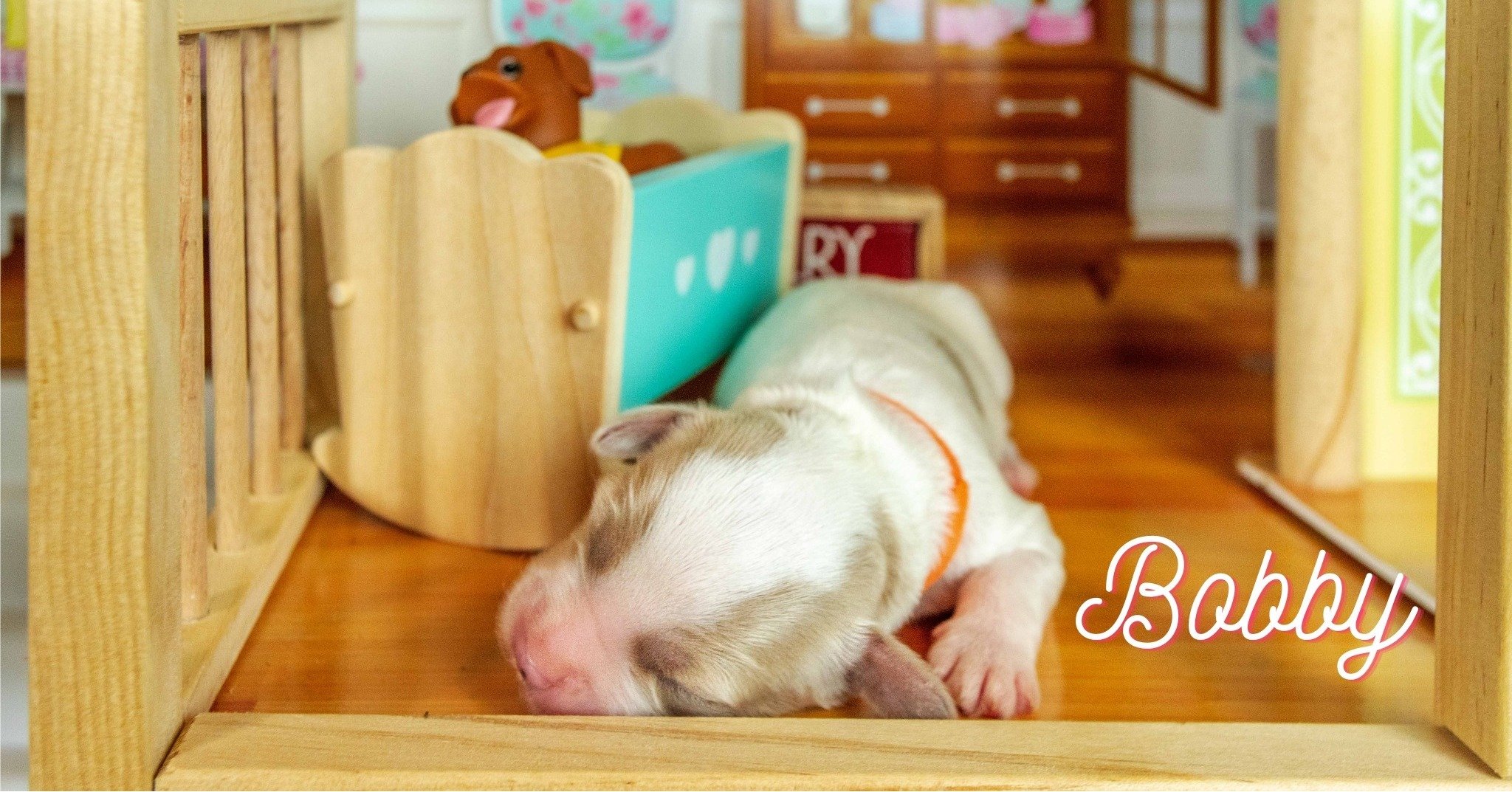 Please meet Bobby - a  cream colored boy with distinctive contrast markings around his eyes and head. He's going to be a handsome one! 

#australianlabradoodlebreeder #australianlabradoodle #multigenerational #doodlepuppies #doodledogsofinstagram #au