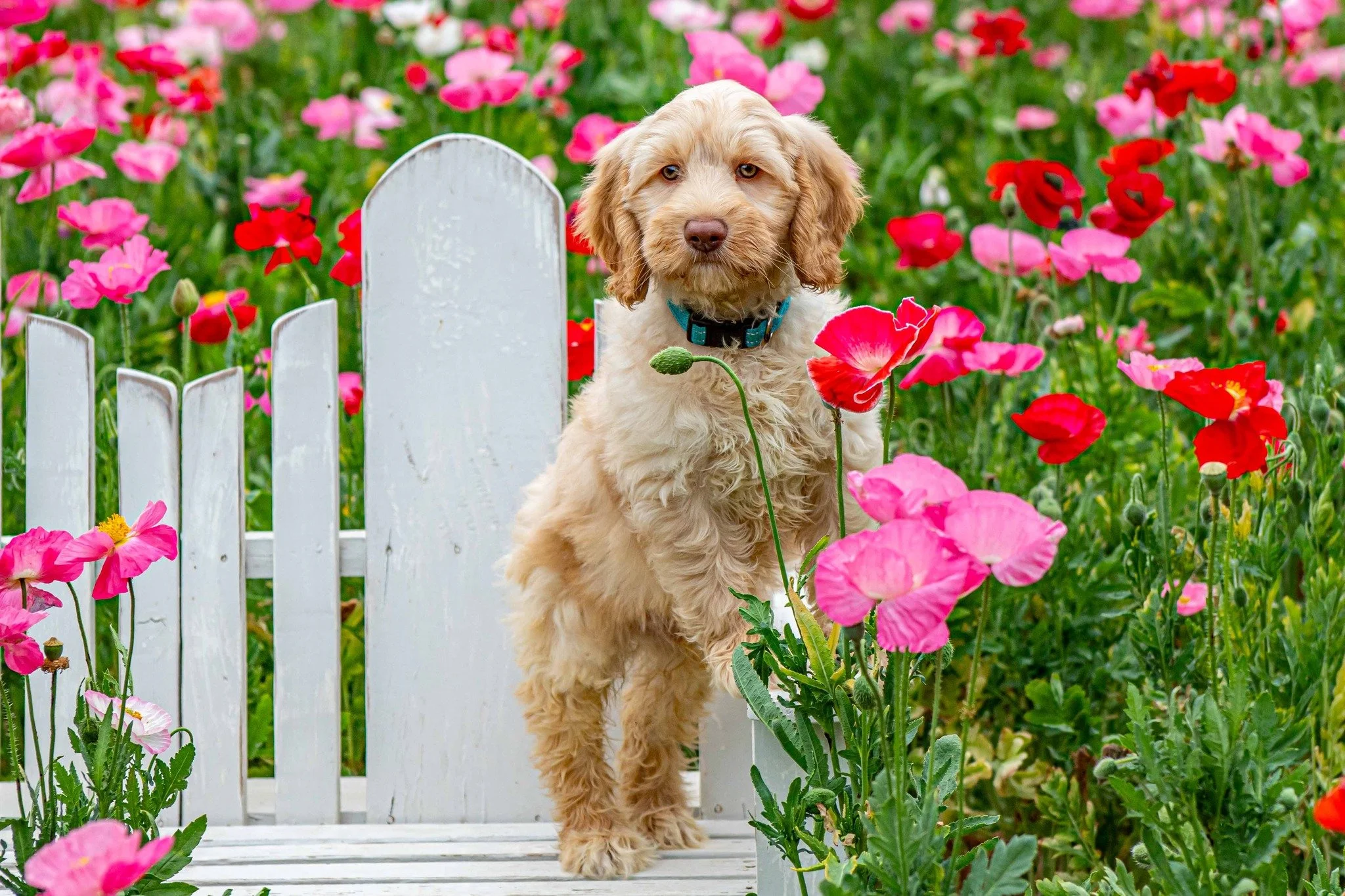 Meet newly AVAILABLE pups Hank &amp; Lulu! These siblings have joined our Already Trained Australian Labradoodles Premium Training Programs from our friends at @pawsforallabradoodles.

Visit our website for training &amp; homecoming options for these