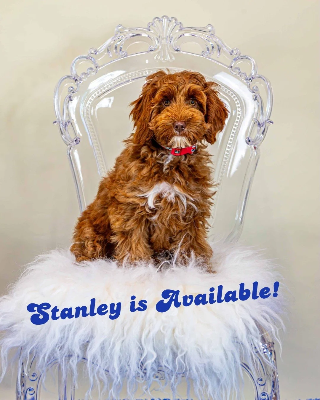 It's all in the eyes with this handsome boy...well, maybe not ALL!  In addition to his dignified and wise look, Stanley is a bursting with cuddly love and sweetness, has taken to his training beautifully, is social and enjoys bath time. He's got it a
