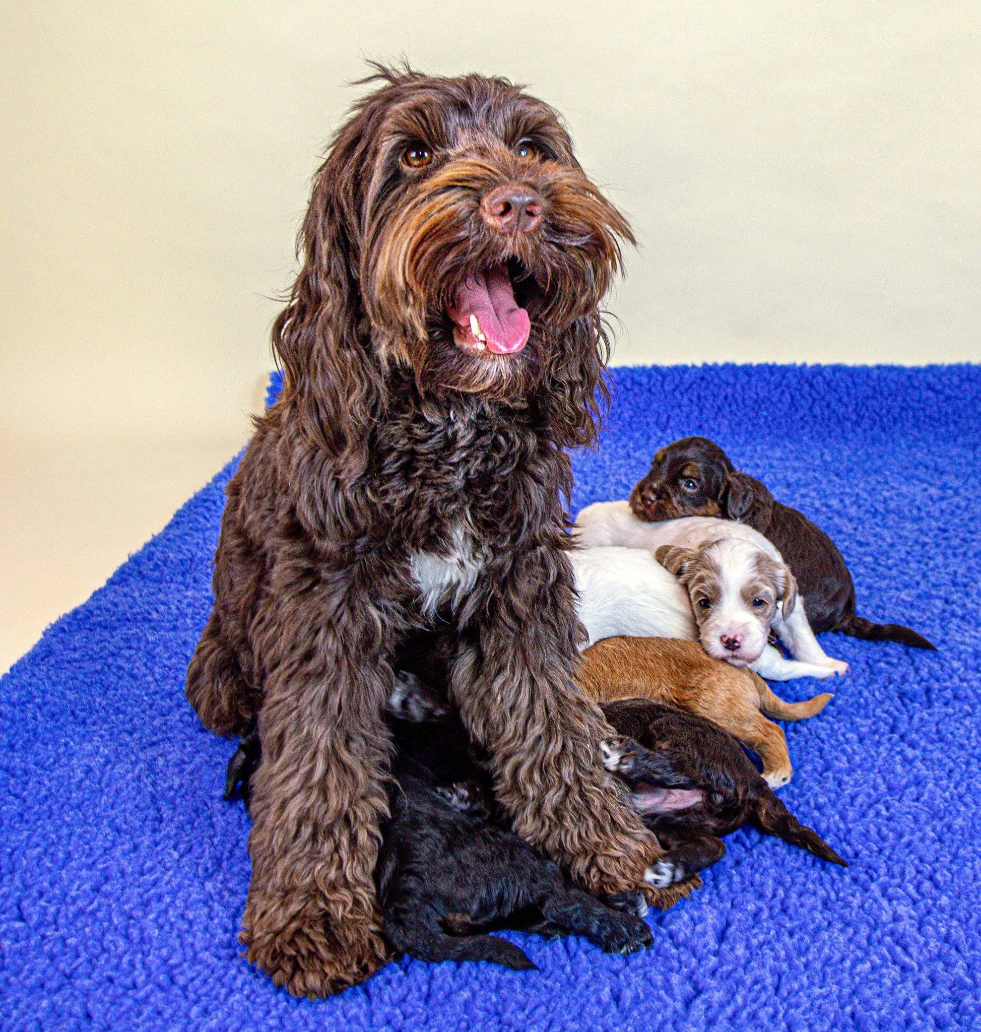 Coco's puppies are just a bit over 4 weeks old this week! The first available homecoming date for a puppy from this litter is June 30th. 
We still have 3 puppy reservations available!

2nd photo: The girls - Angel, Annie &amp; Nina
3rd photo: The boy