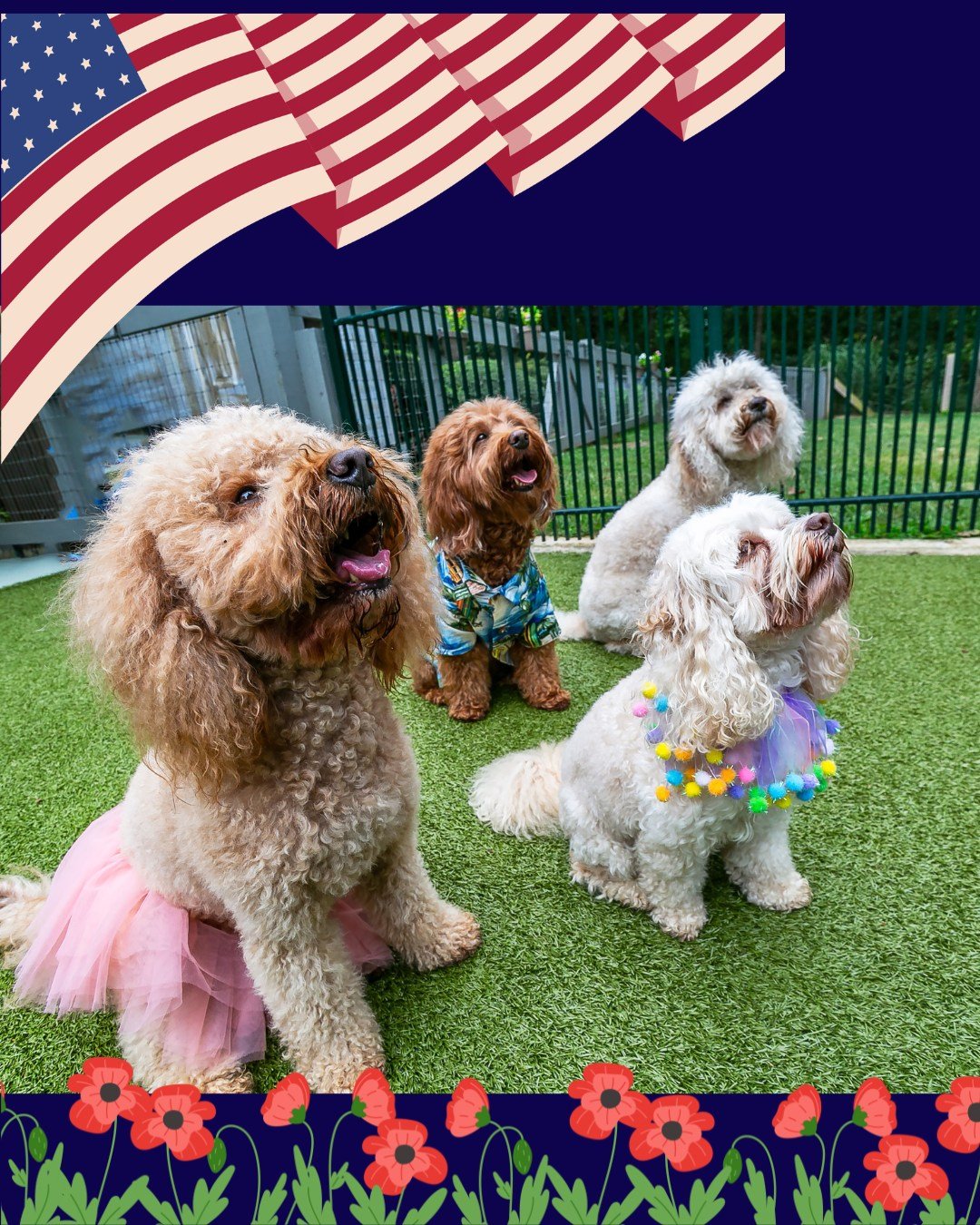 Happy Memorial Day from Already Trained Australian Labradoodles!🇺
We salute all who have served and wish for a peaceful holiday for everyone. 🇺🇸

Our doodles are also ready for a summer party over here! #dogoftheday 

 #labradoodlelove #australian