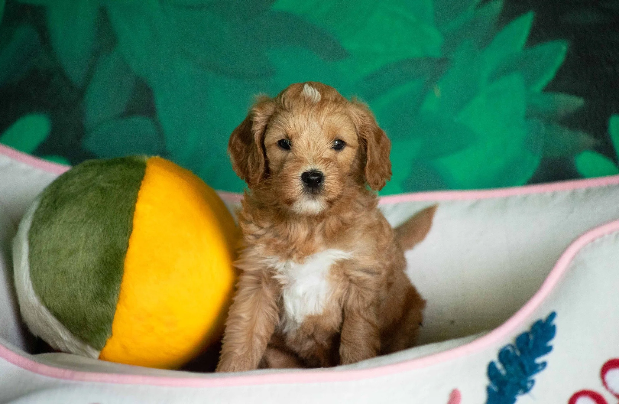 6 weeks old today! Just like Annie here, all of the pups are growing cuter &amp; stronger every day. 🎉  Puppy selection starts now!!!💕💕 

✍️ Contact us for more information about the process and this amazing litter.

www.alreadytrainedaustralianla