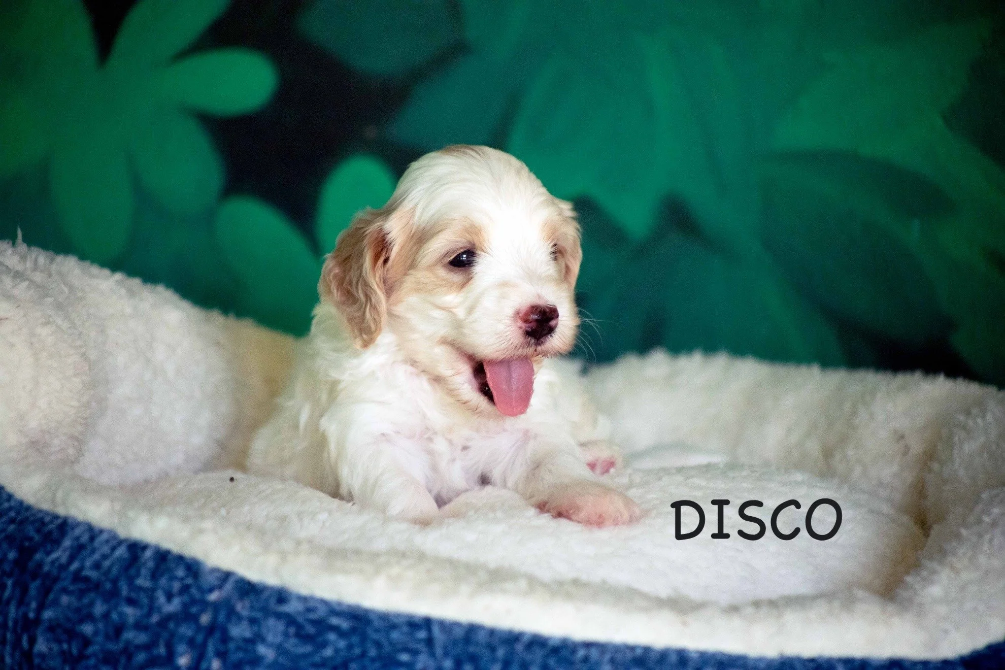 Meet Disco, a sweet little white fluff of a boy with a well rounded disposition and a super friendly demeanor. This young man has proven himself to be quite the "mama's boy", as he appears to be Coco's favorite! 💕(not that a mama really ha