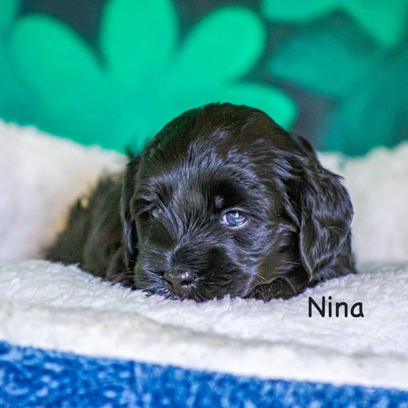 Those sweet eyes say it all - Miss Nina is a petite, gentle, loving and affectionate soul. Her intelligence shines through as much as her beautiful black wavy coat! 

Nina will be ready for Homecoming as soon as June 30th! Find out more about our pre