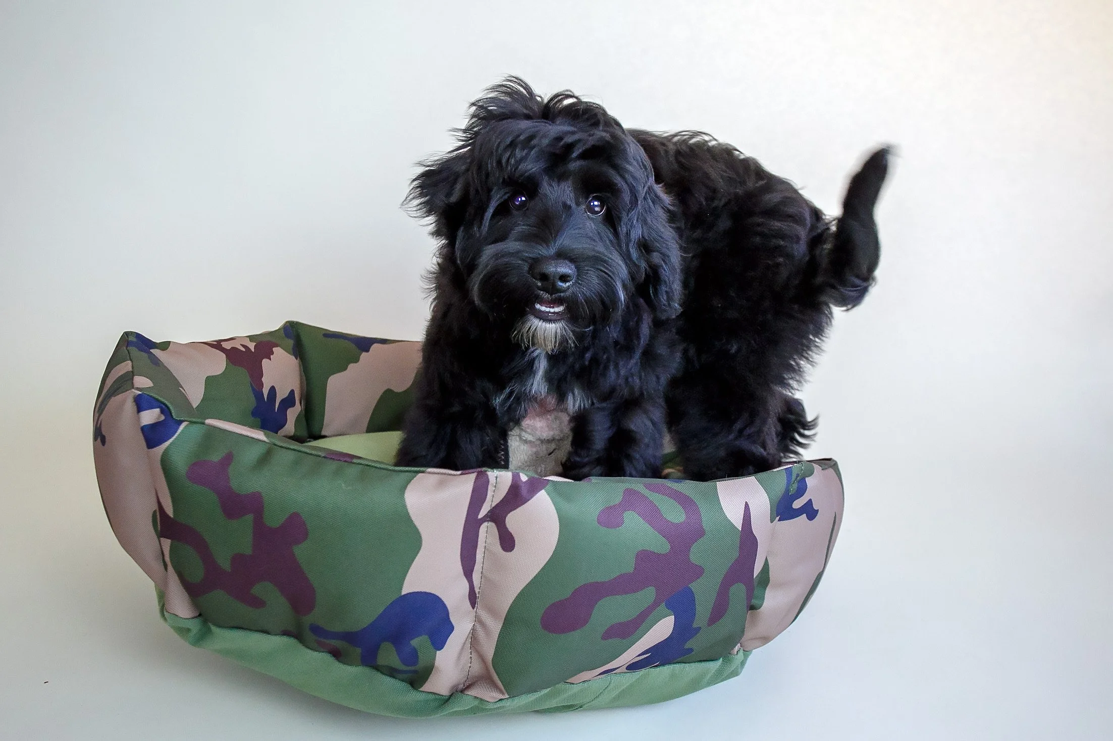 black doodle puppy standing in a camouflage dog bed