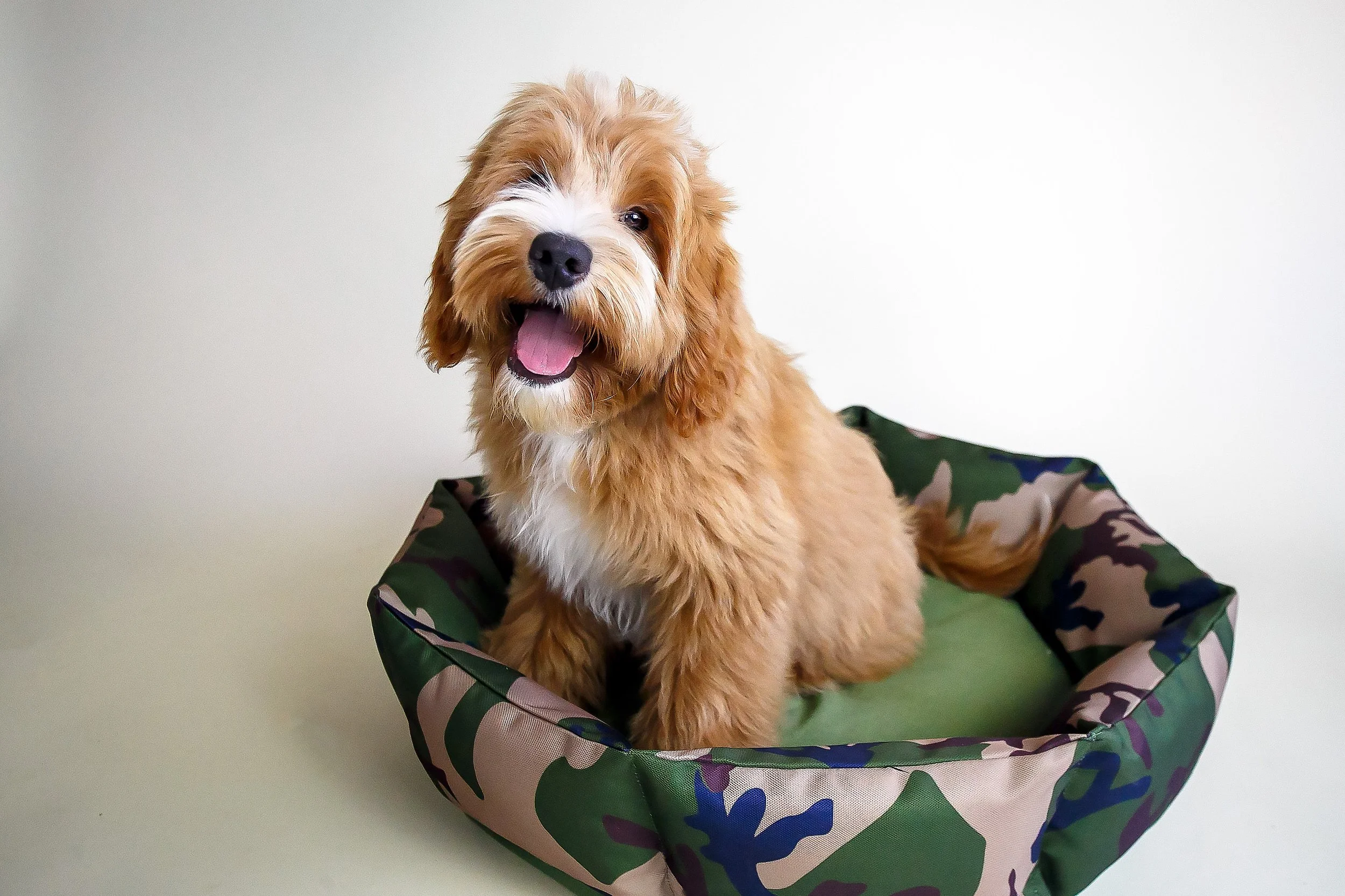 tan and white doodle puppy sitting in a camouflage dog bed