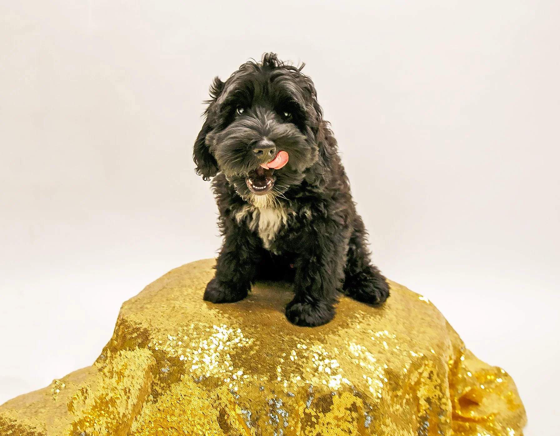 black doodle puppy sitting on a sequin gold table
