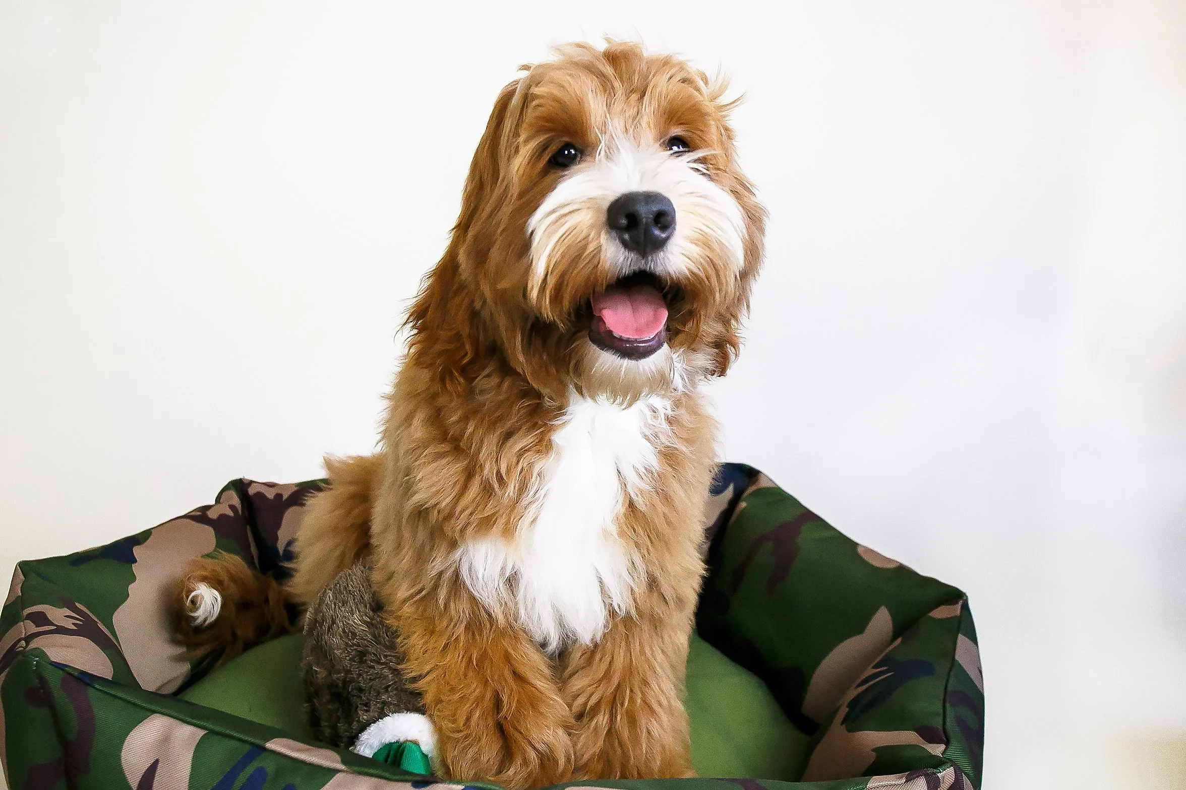 white and tan doodle puppy sitting in camouflage dog bed
