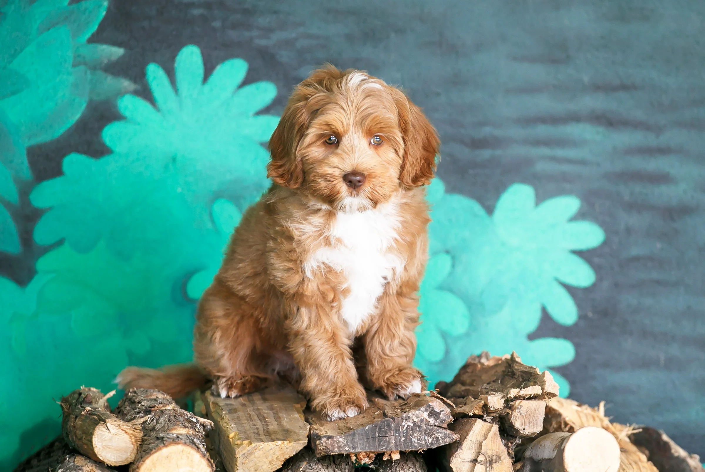 Brown dog sitting on wood pile